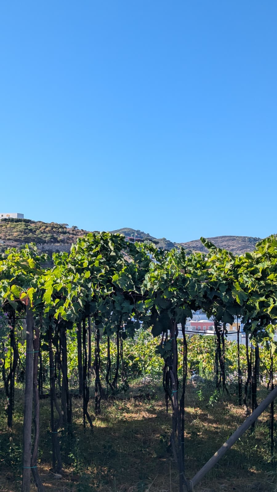 Antiche Cantine Migliaccio
