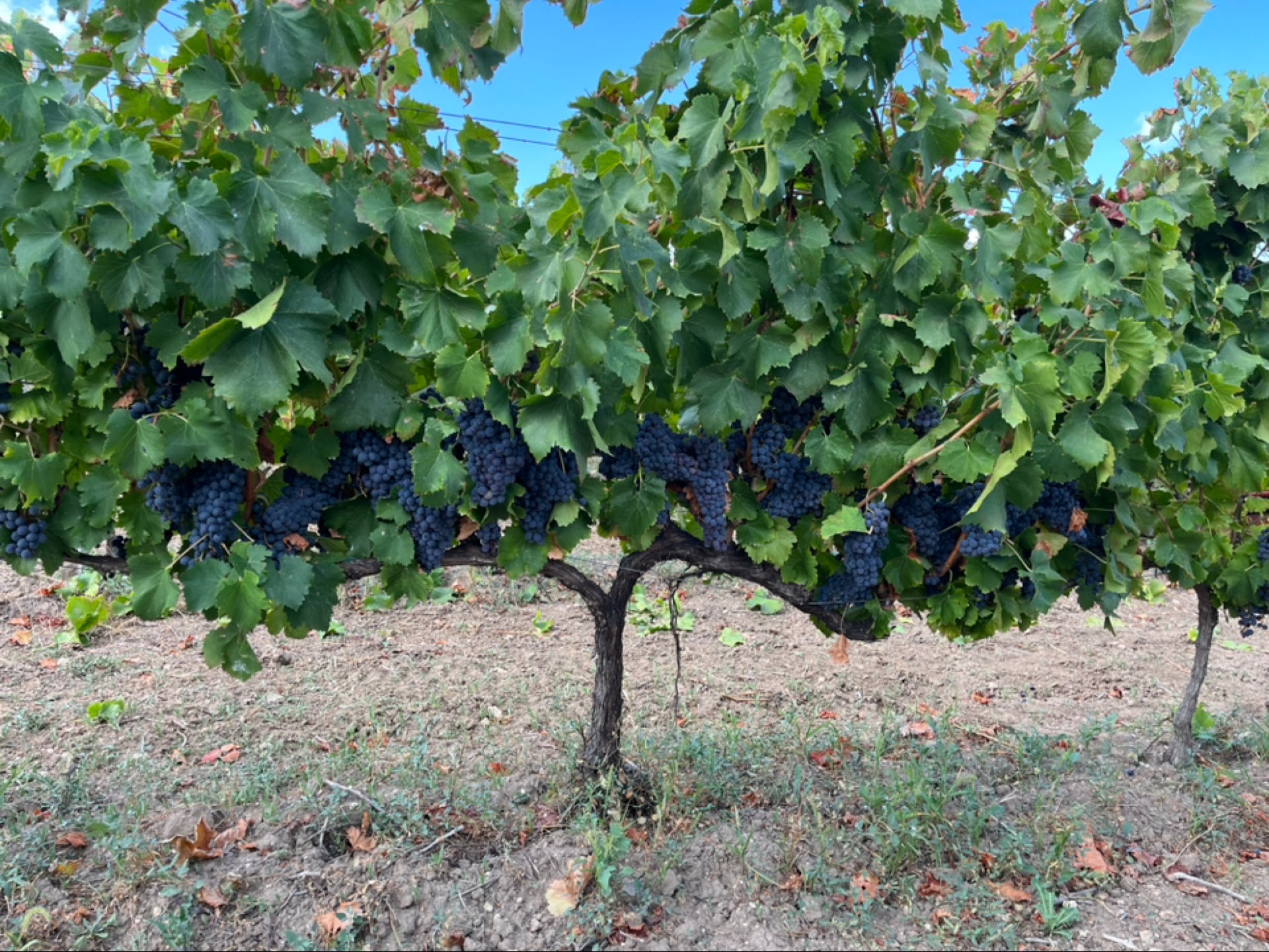 Cantina Giuseppe Casada