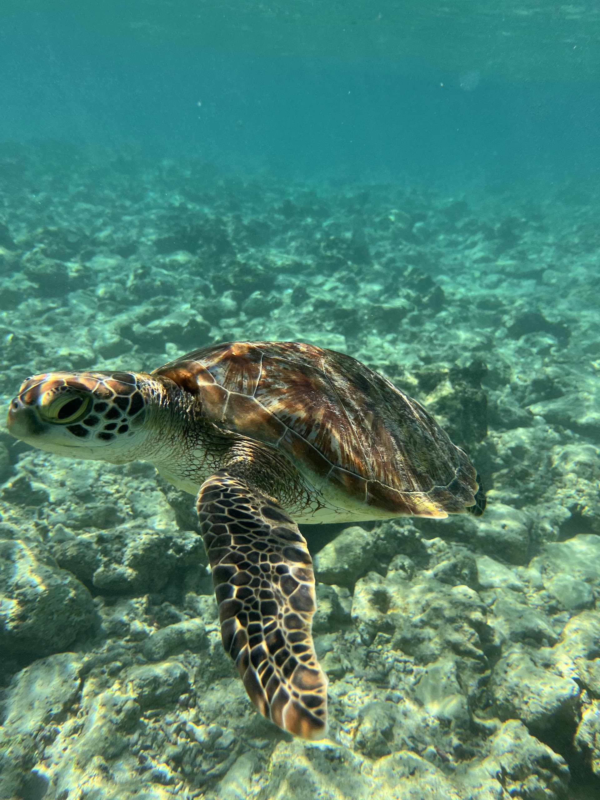 Turtle beach