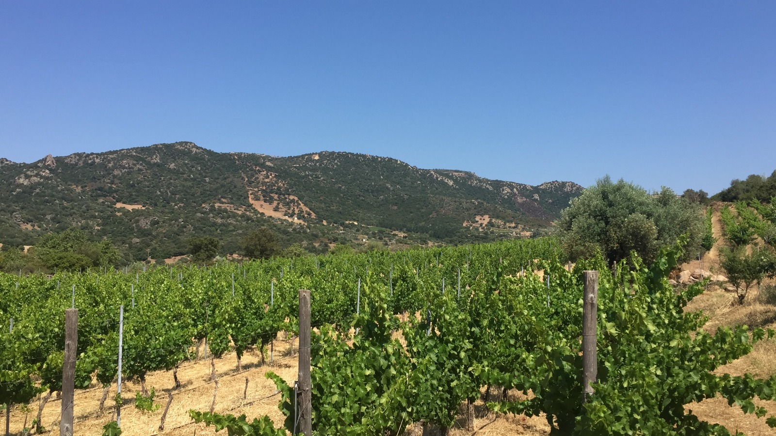Le Strade del Vino