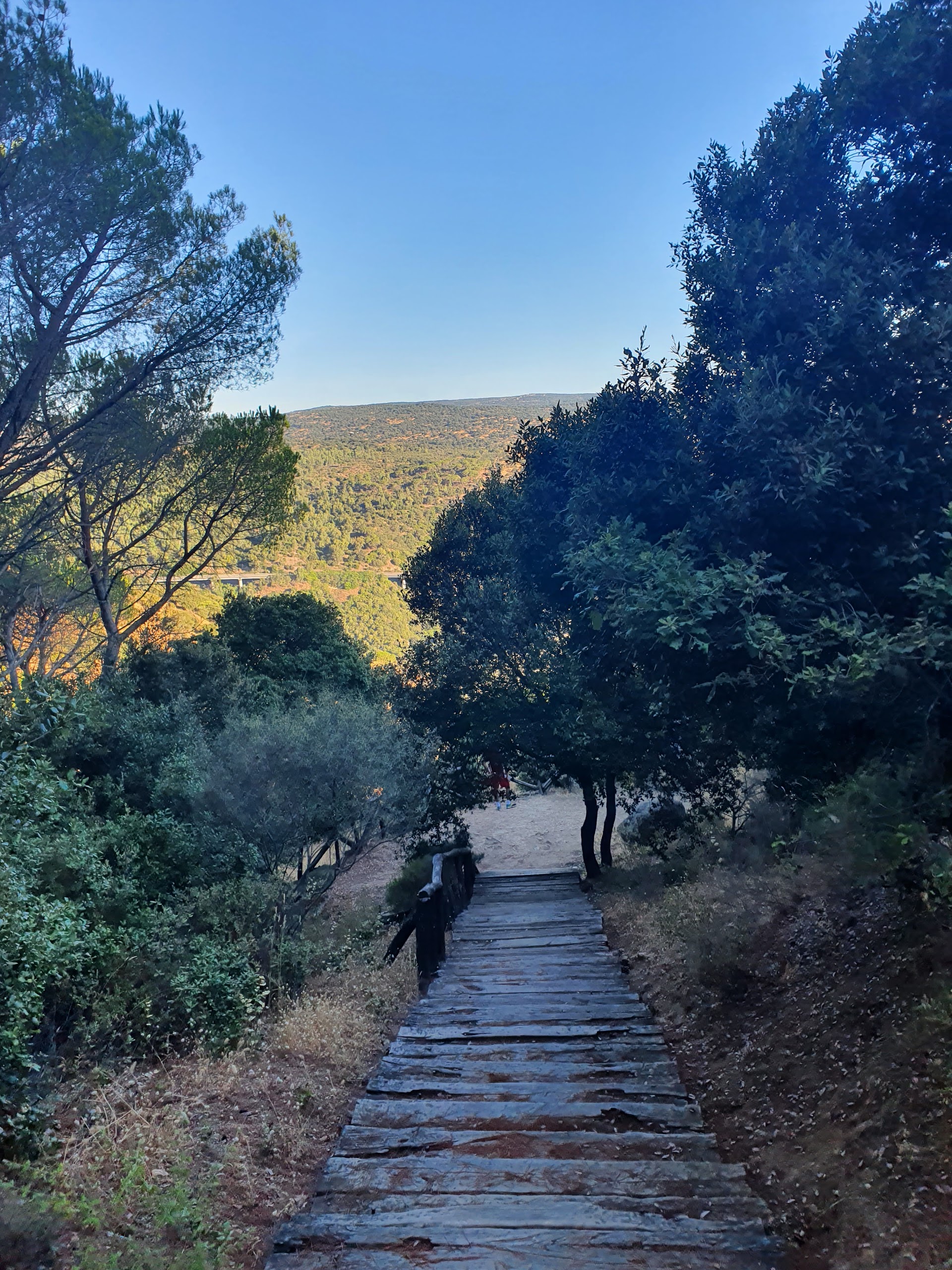 Pineta di Ugolio
