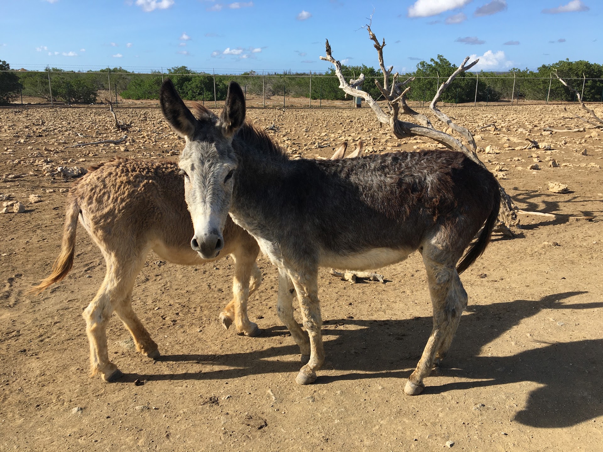 Donkey Sanctuary Bonaire