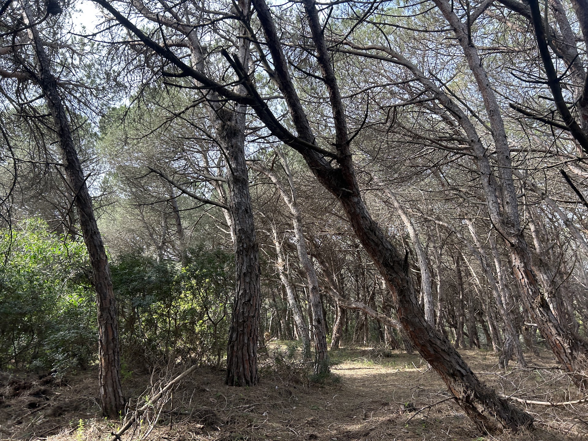 Pineta Is Arenas
