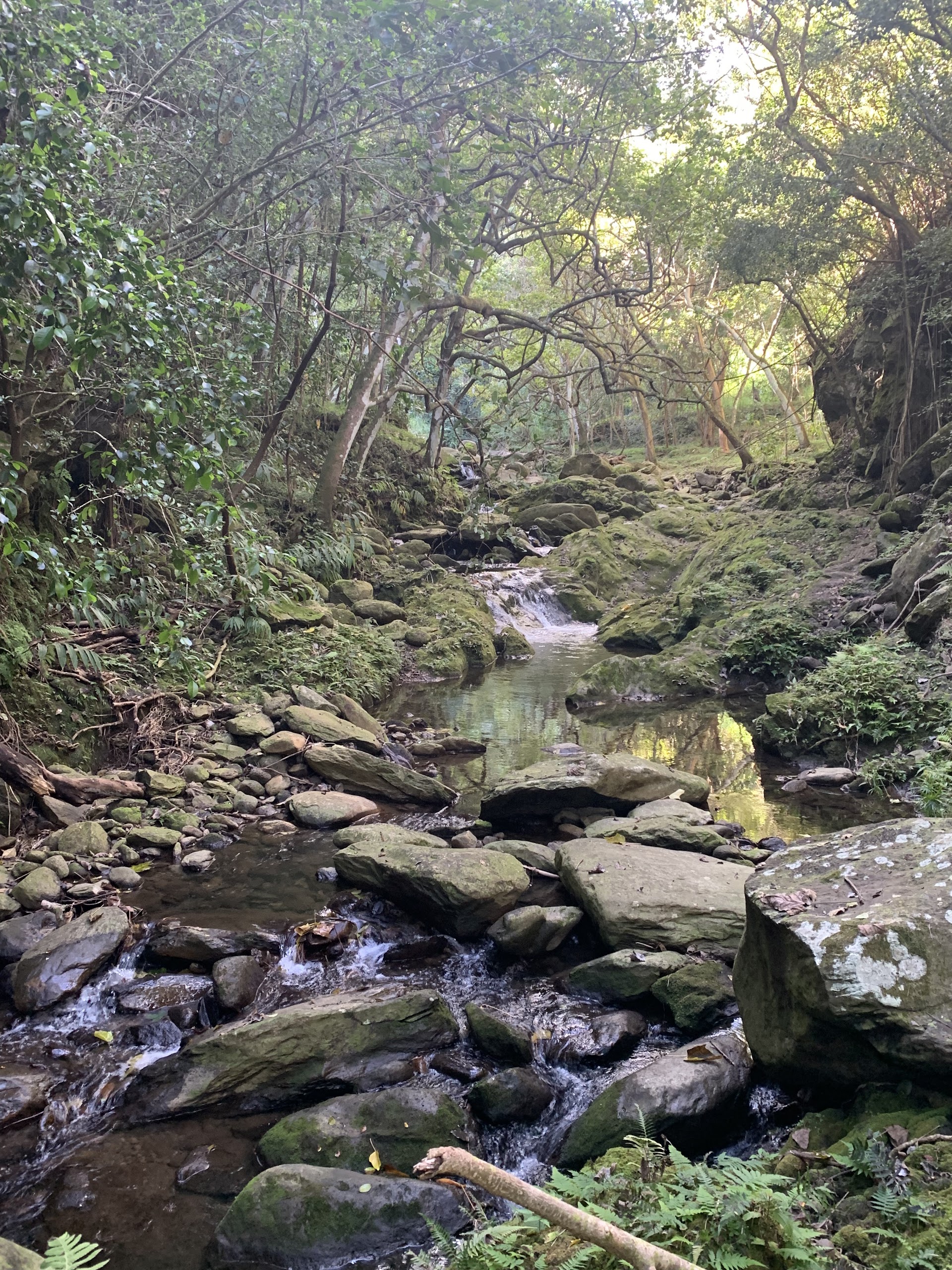 Maui Hiking Safaris