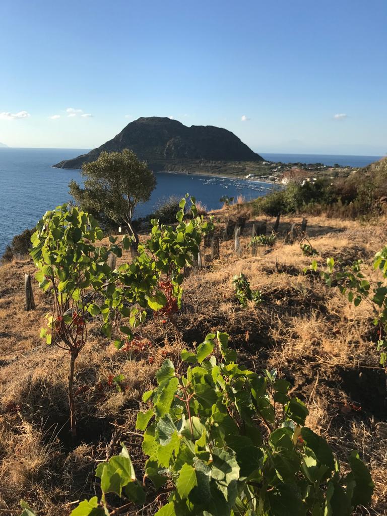 Azienda Agricola Ramacciani