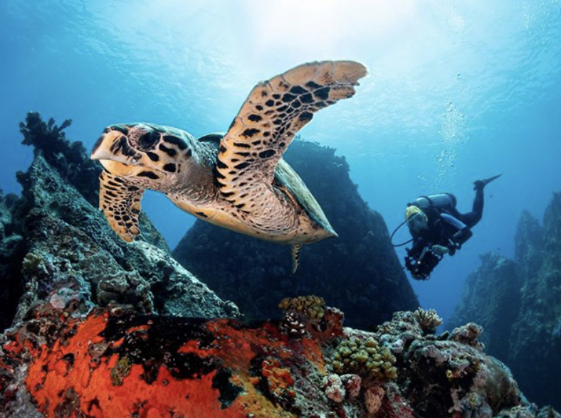 EQUINOXE Diving School