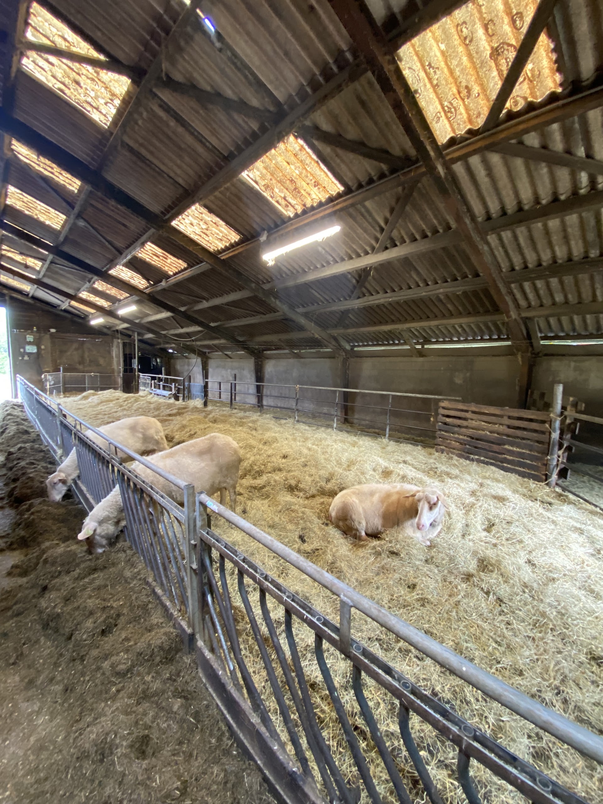Biologische Schapenboerderij De Zeekraal