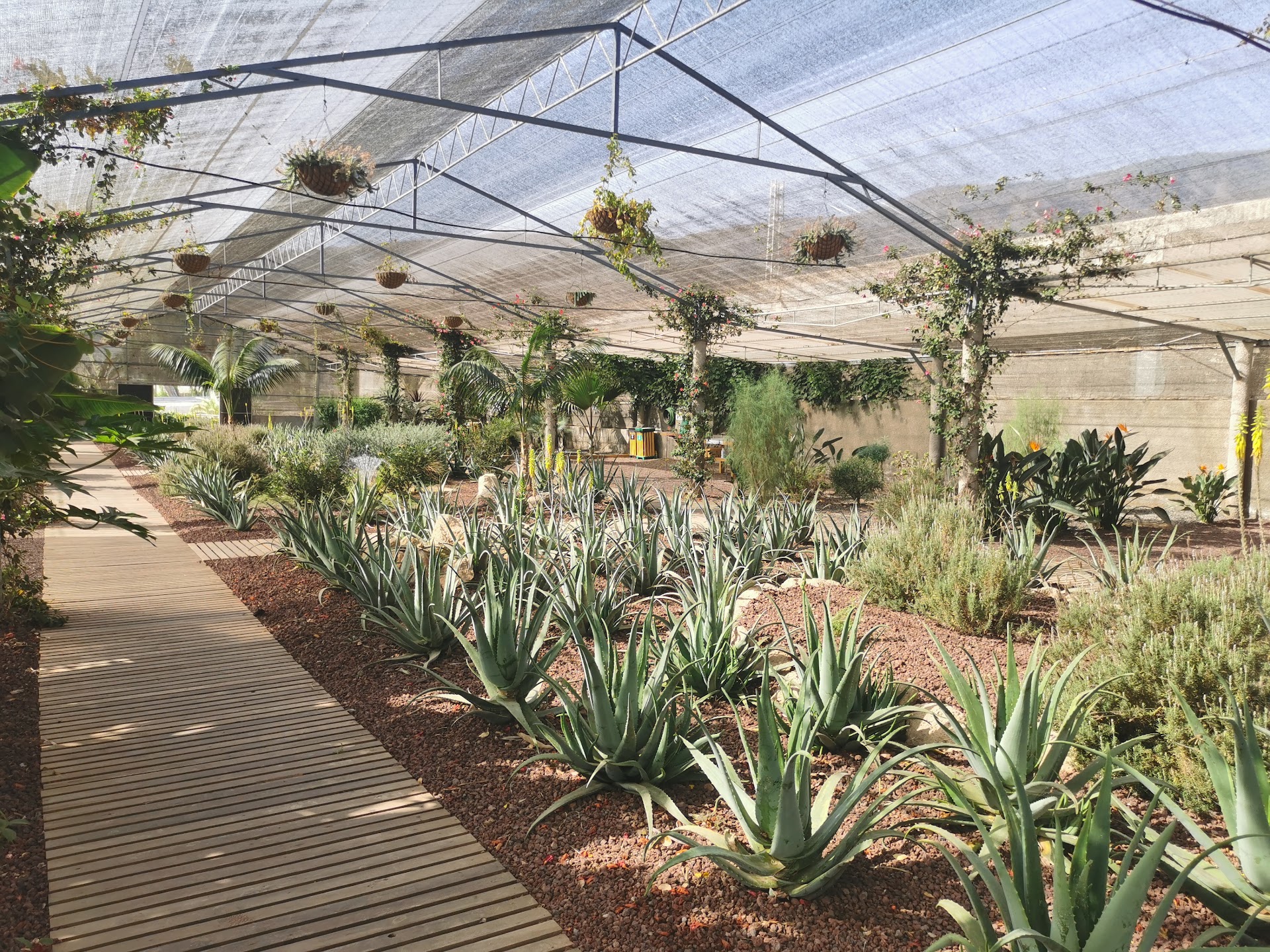 Finca Canarias Aloe Vera Güimar