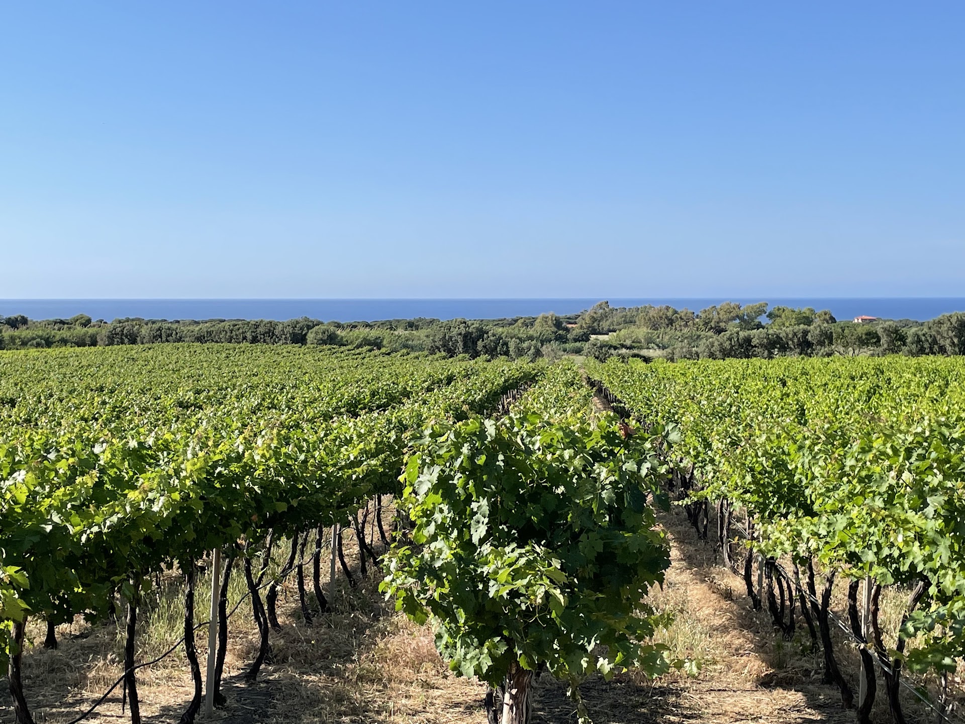 Cantina Ligios - Winery