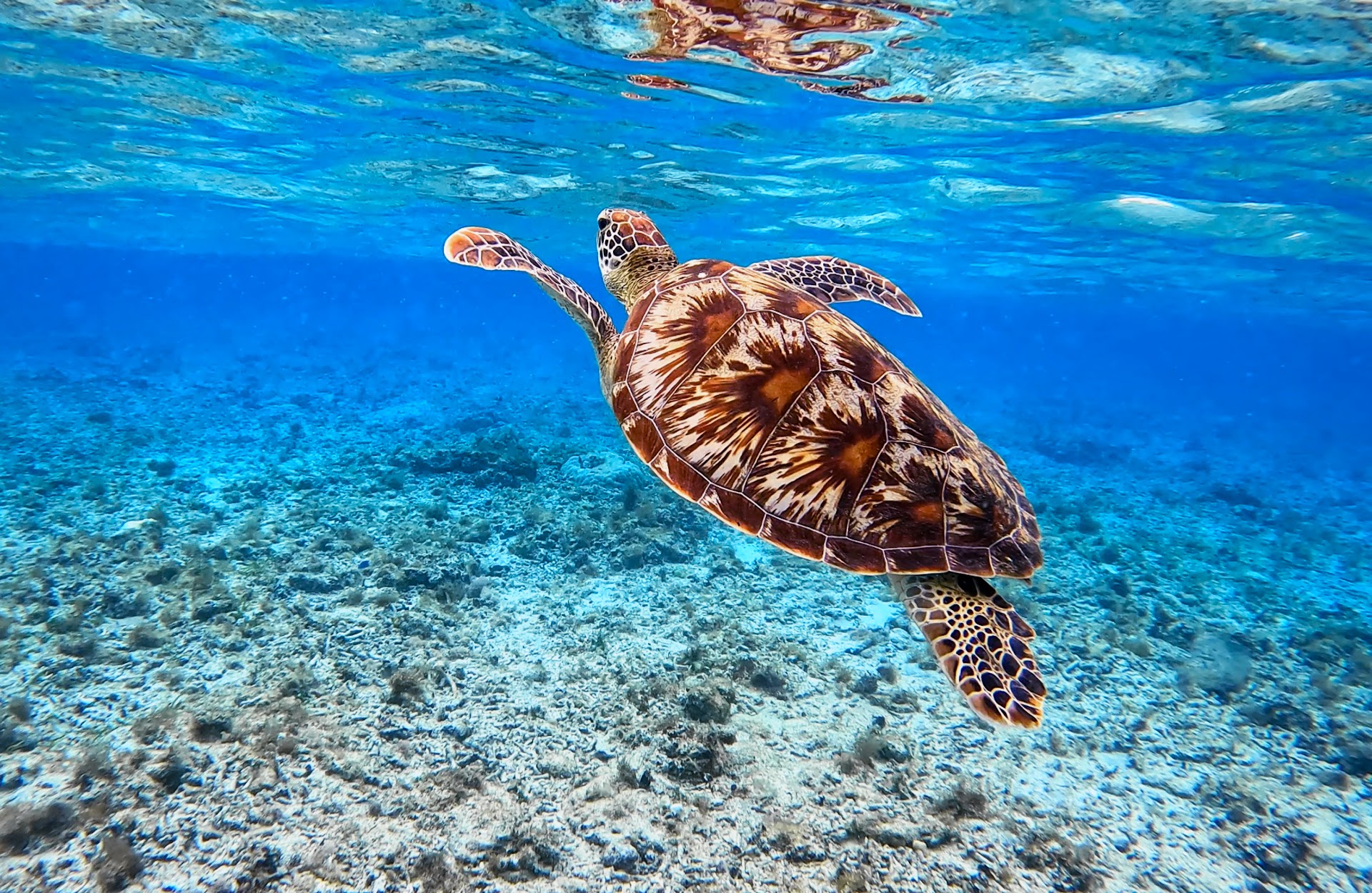 Turtle Snorkeling Area