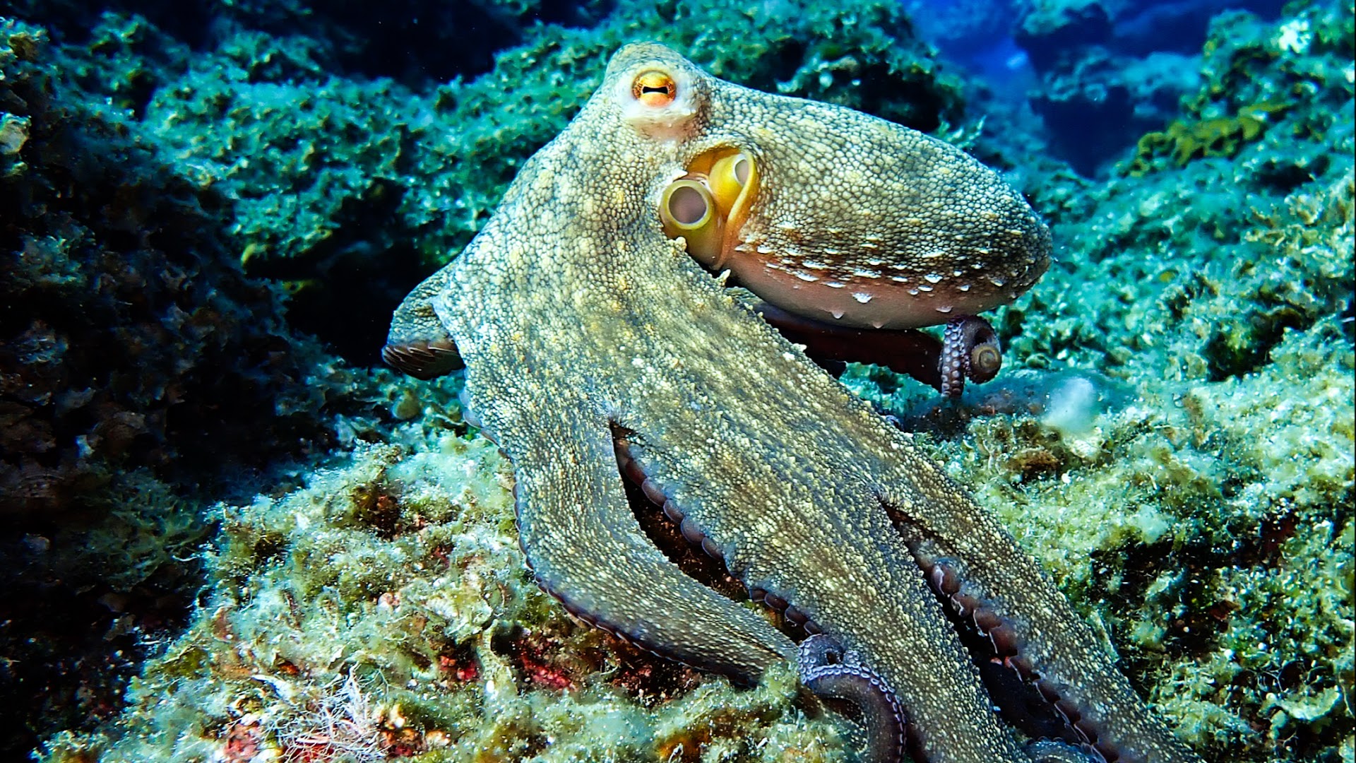 H2O Diving Nomads Paros
