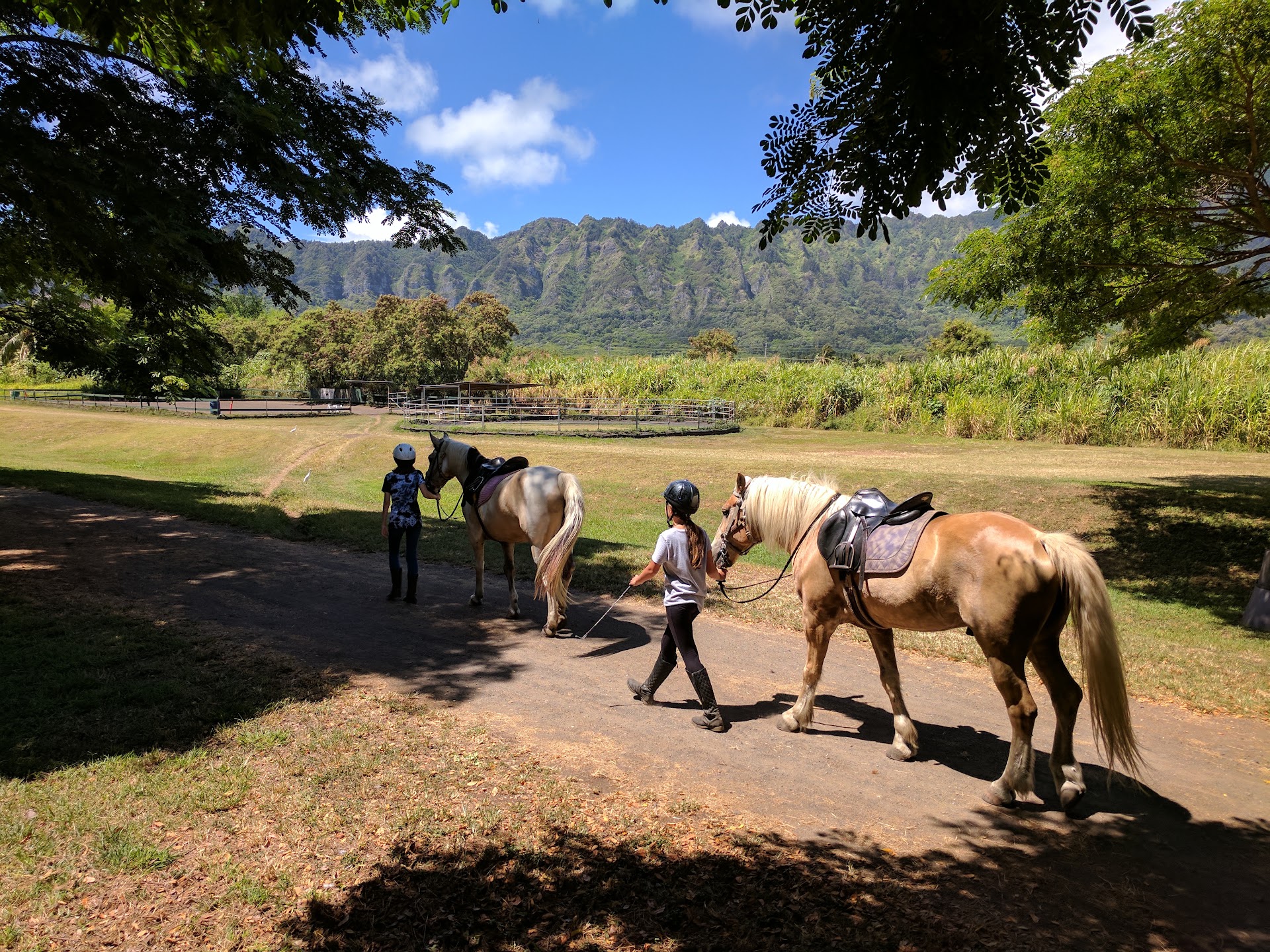 Therapeutic Horsemanship of Hawaii