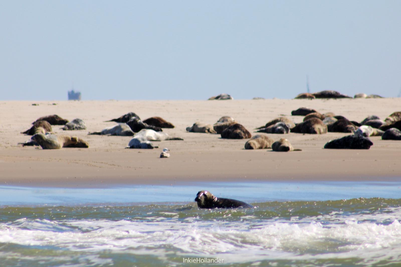 Waddenexplorer zeehonden Den Helder , Zeehonden Texel