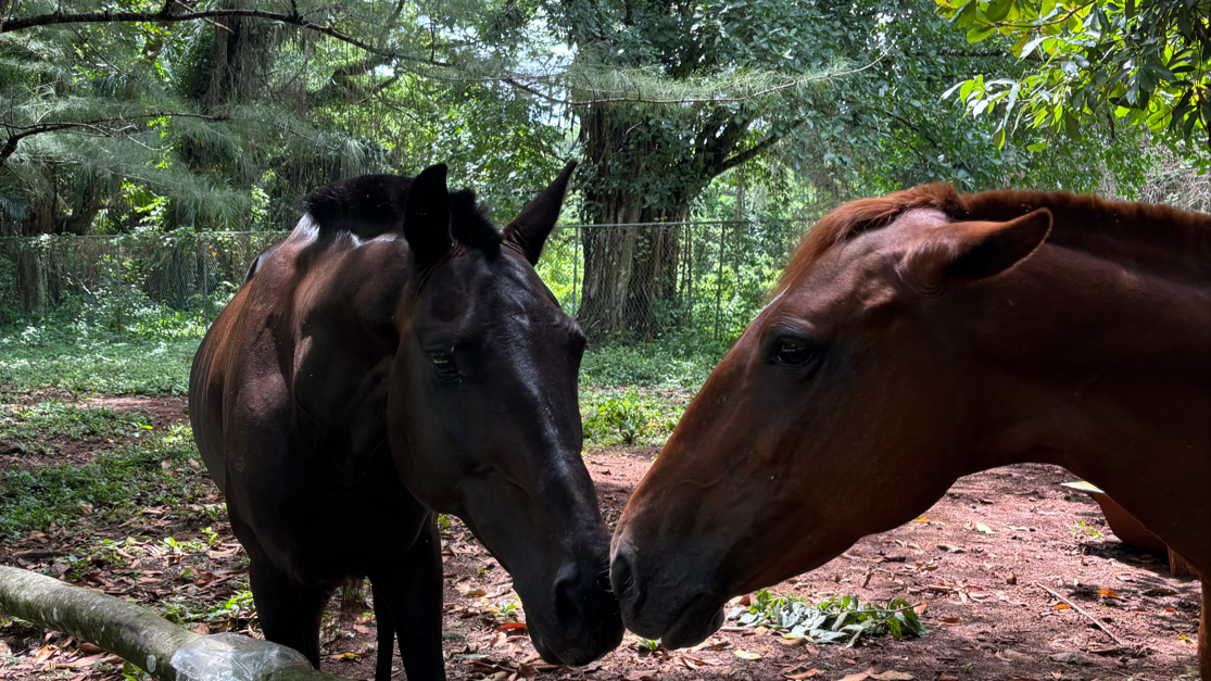 Portland Jamaica Horseback Riding & Watersports