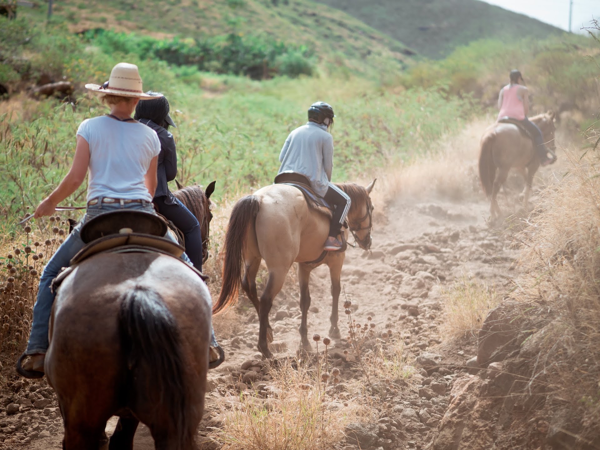 Lahaina Stables