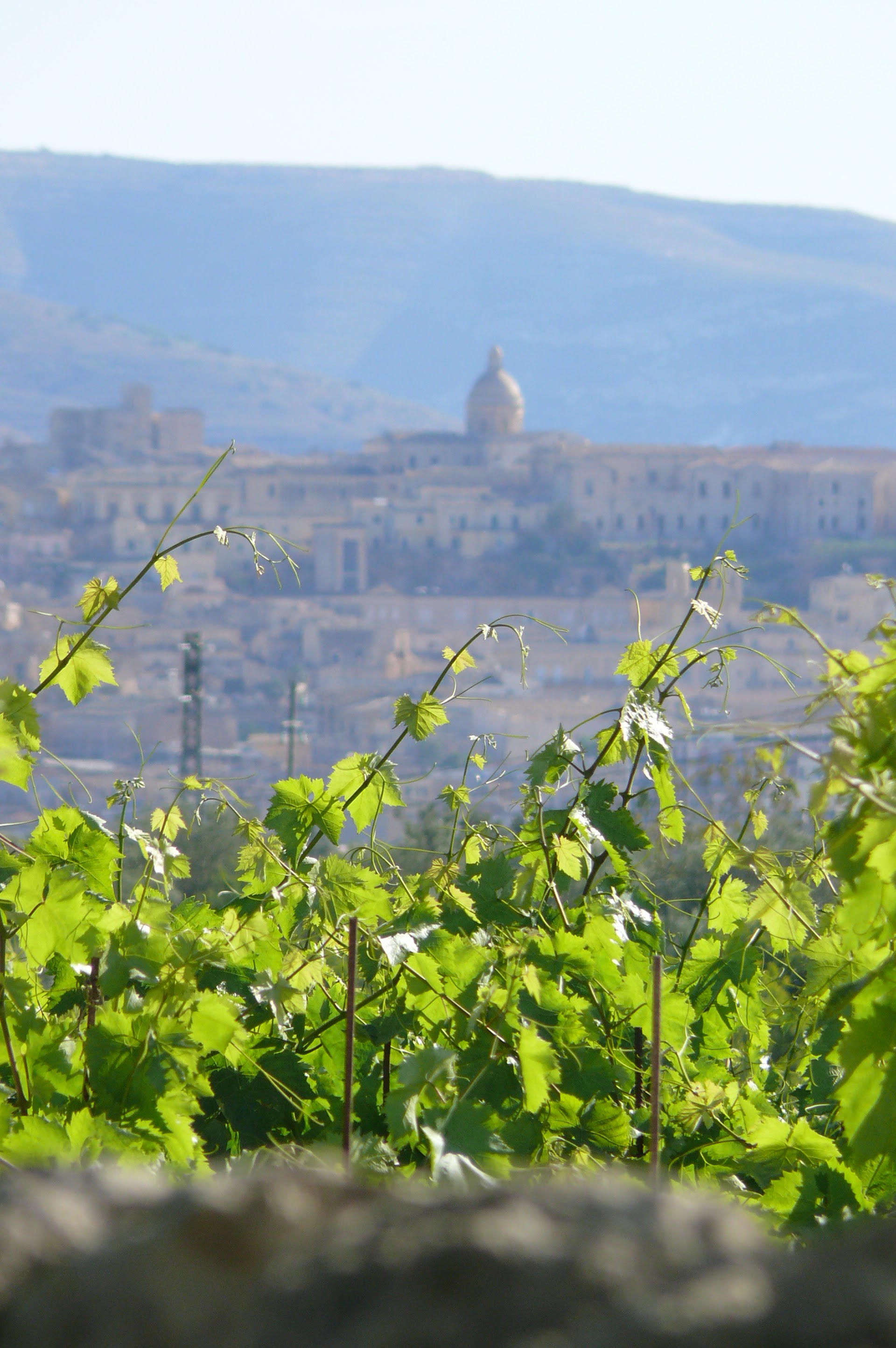 Zisola Azienda Vinicola