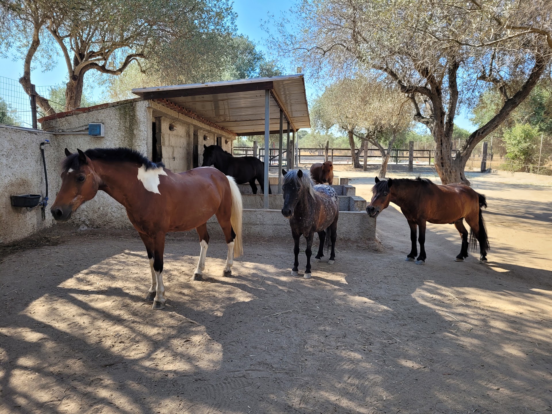 Equitazione Porto Torres a.s.d.