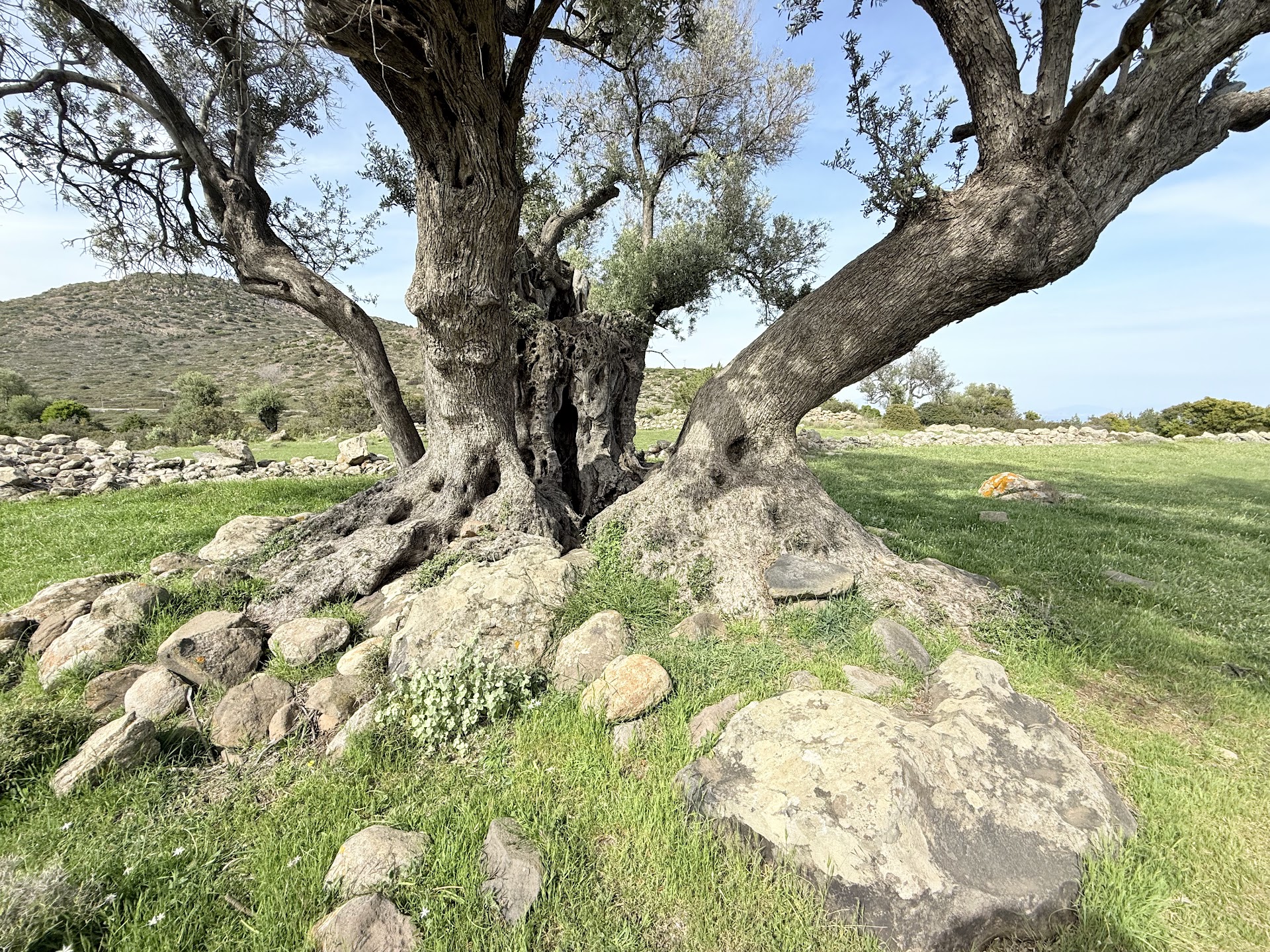 Ancient Olive Grove (Eleonas)