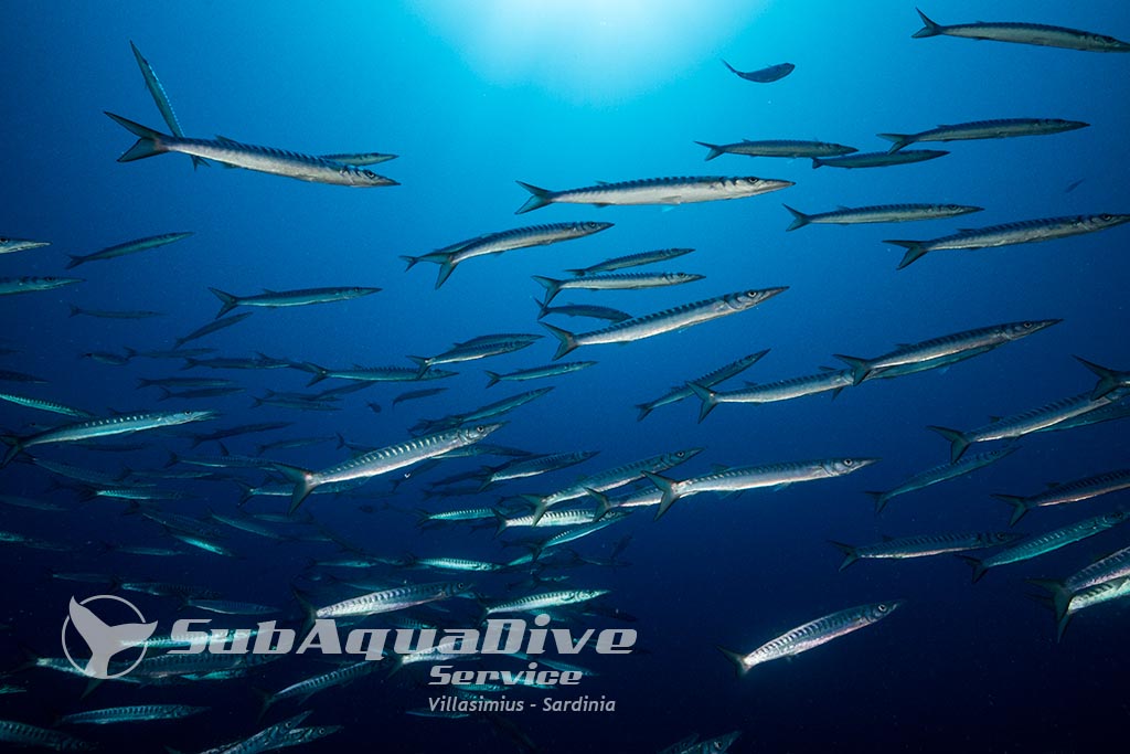 Subaquadive Service Diving Costa Rei/Cala Sinzias