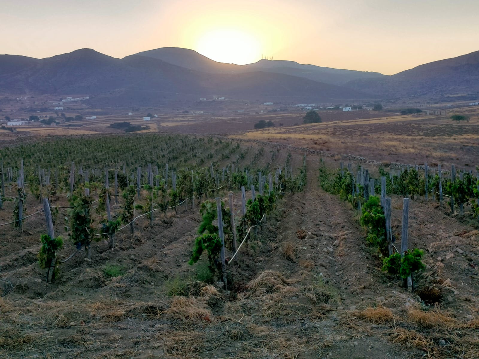 Myrsini Winery - Domaine Myrsini