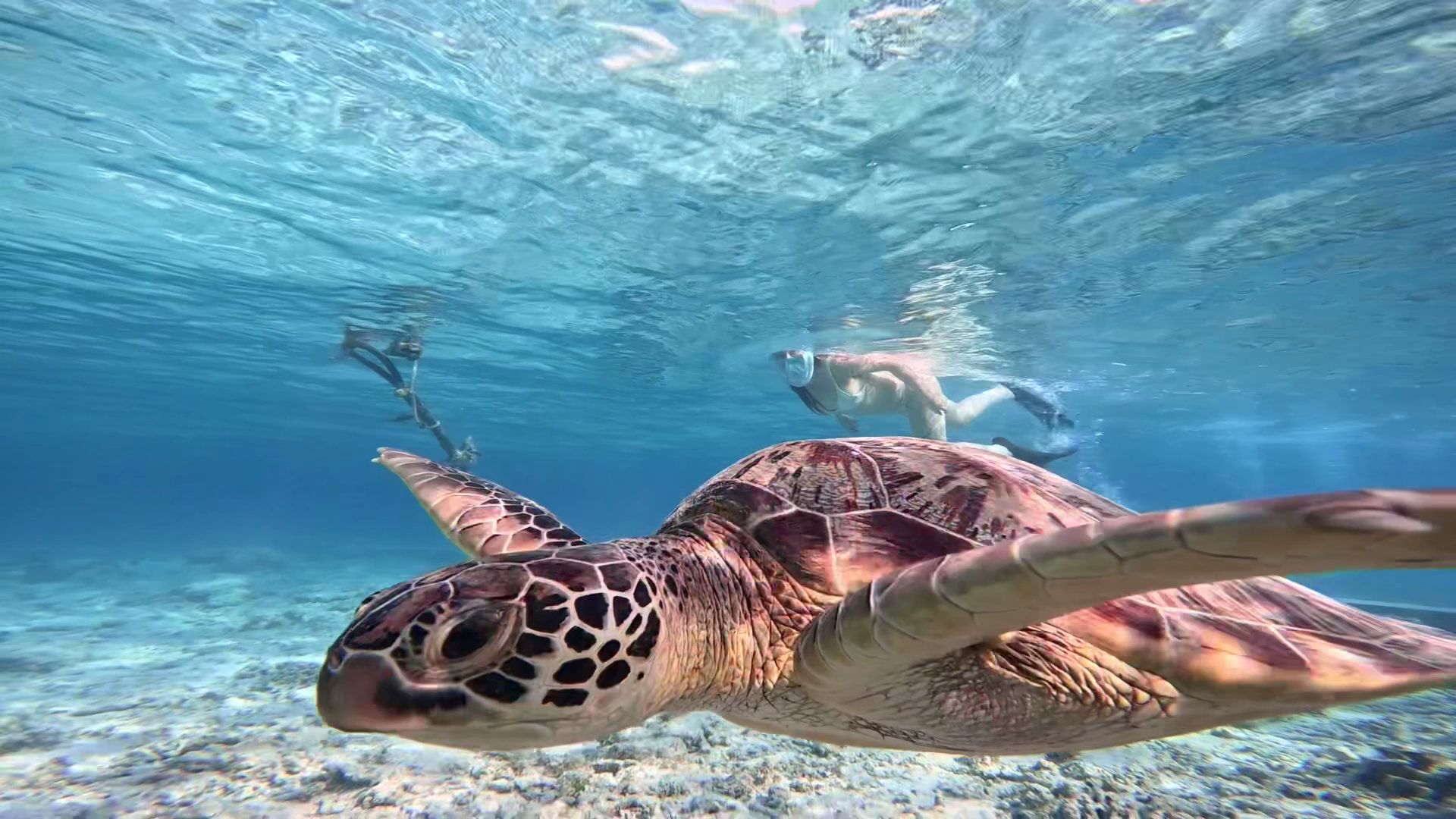 Turtle point arrecife