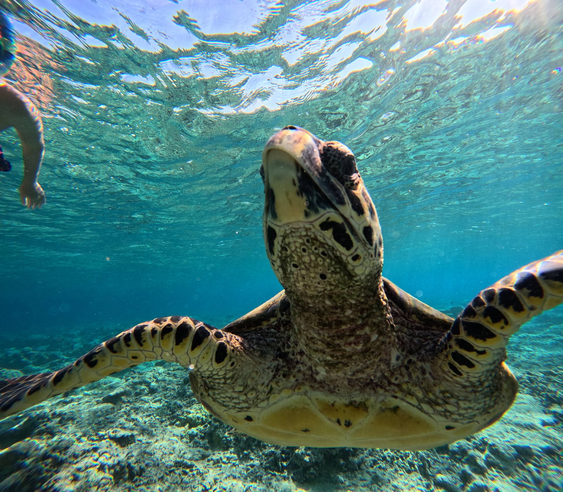 Meno Trigger Snorkeling & Fishing Trips