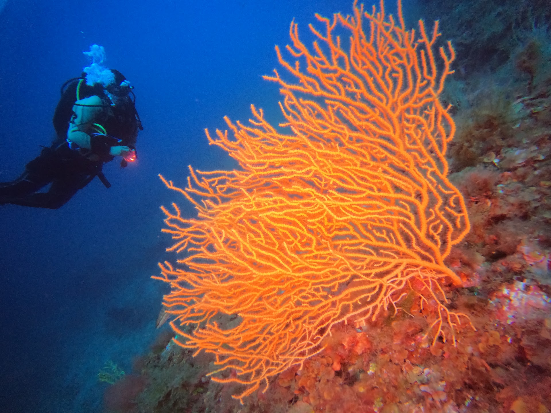 Diving & Snorkeling in capri