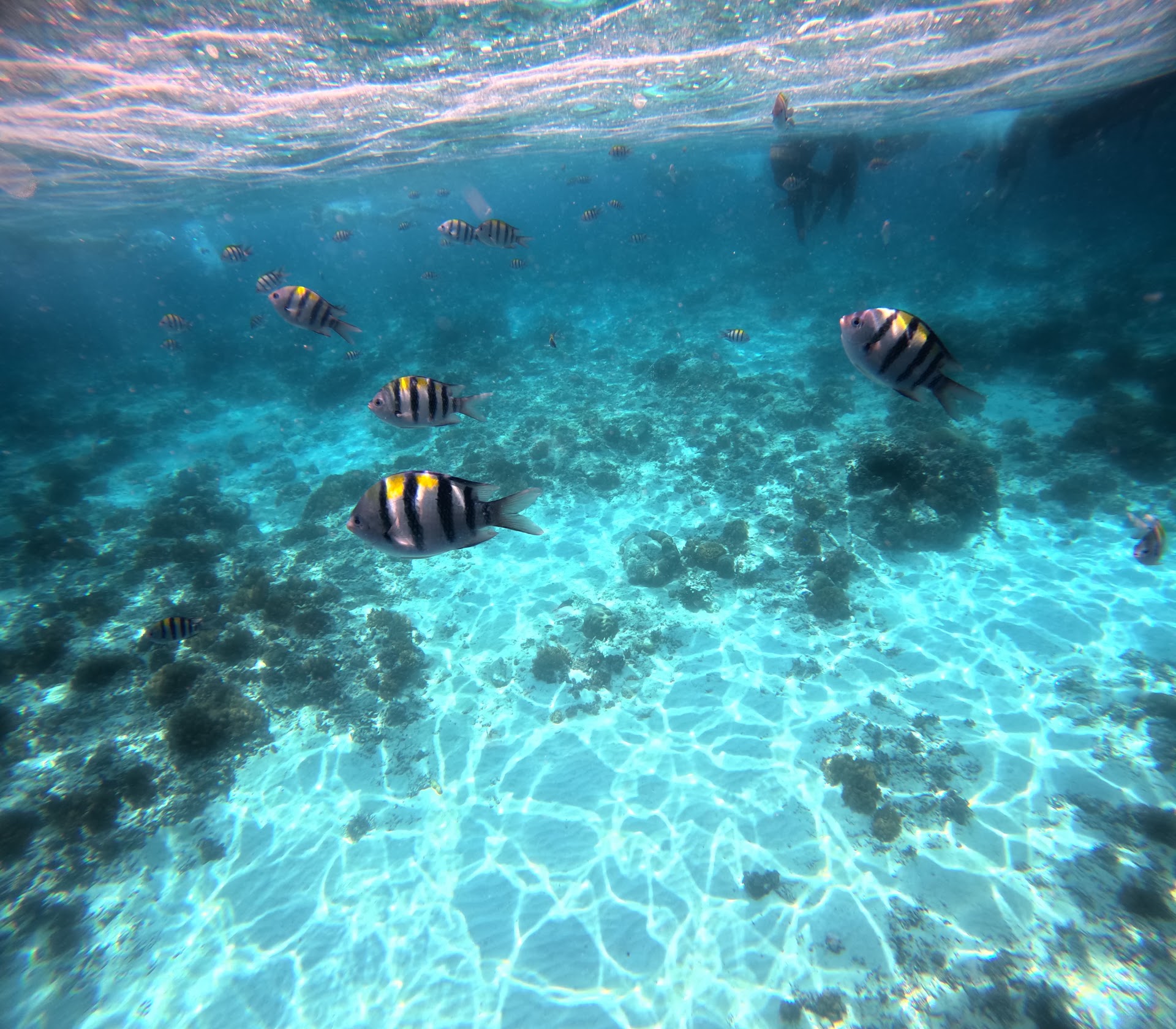 Blue Ocean Glass Bottom Boat