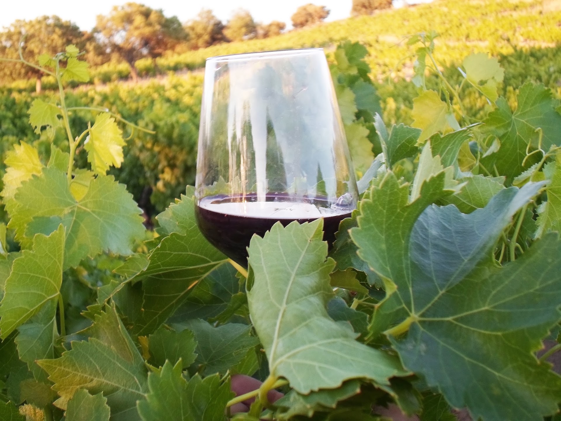 Cantina Francesco Cadinu