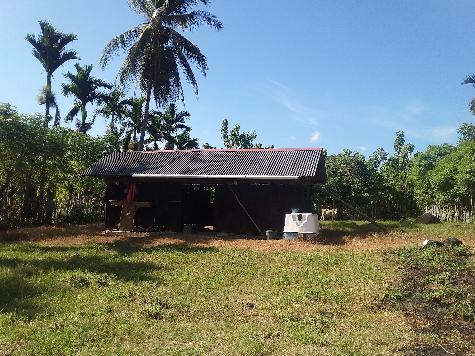 KANDANG SAPI WAK TEH
