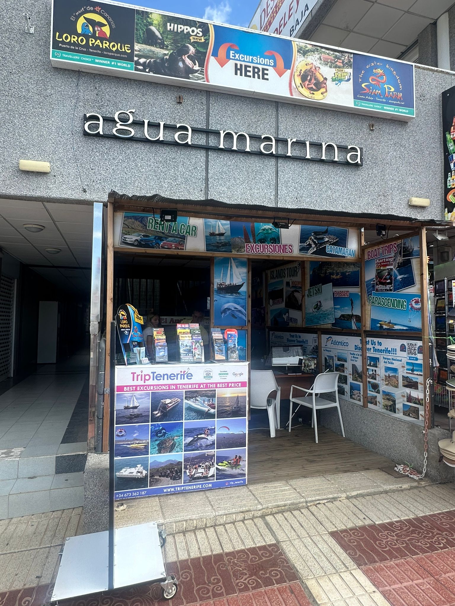 The Friendly Dolphin