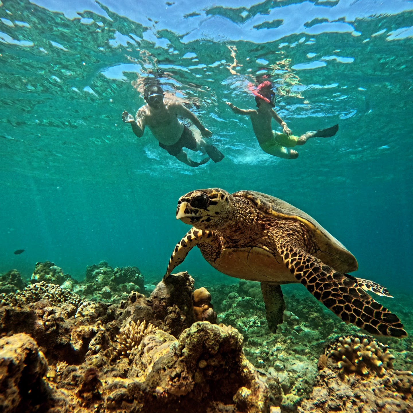 Gili Meno Trips