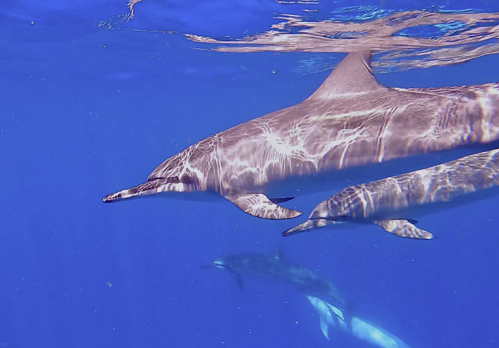Liquid Hawai‘i Charters