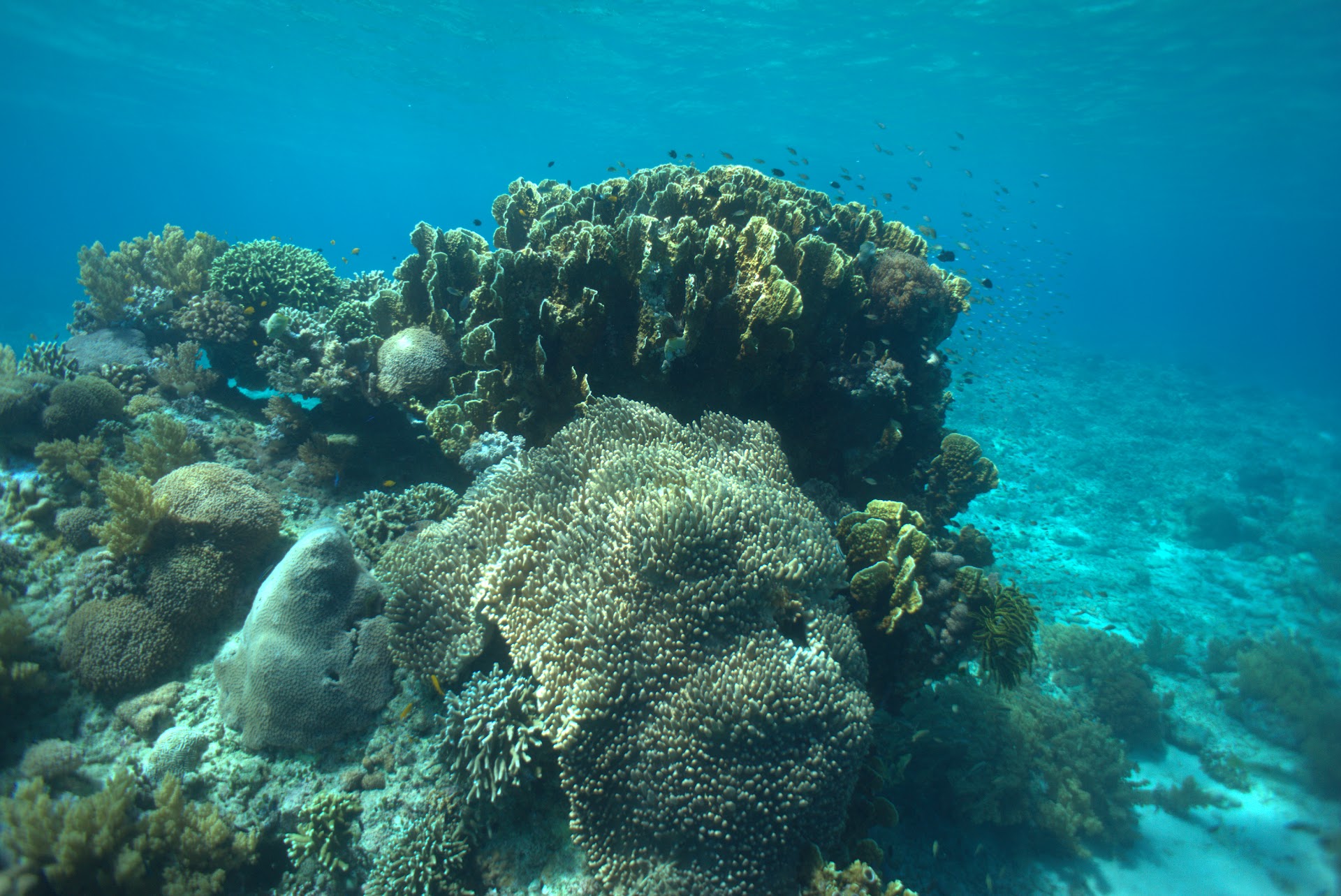Giant Clams Sanctuary & White Beach