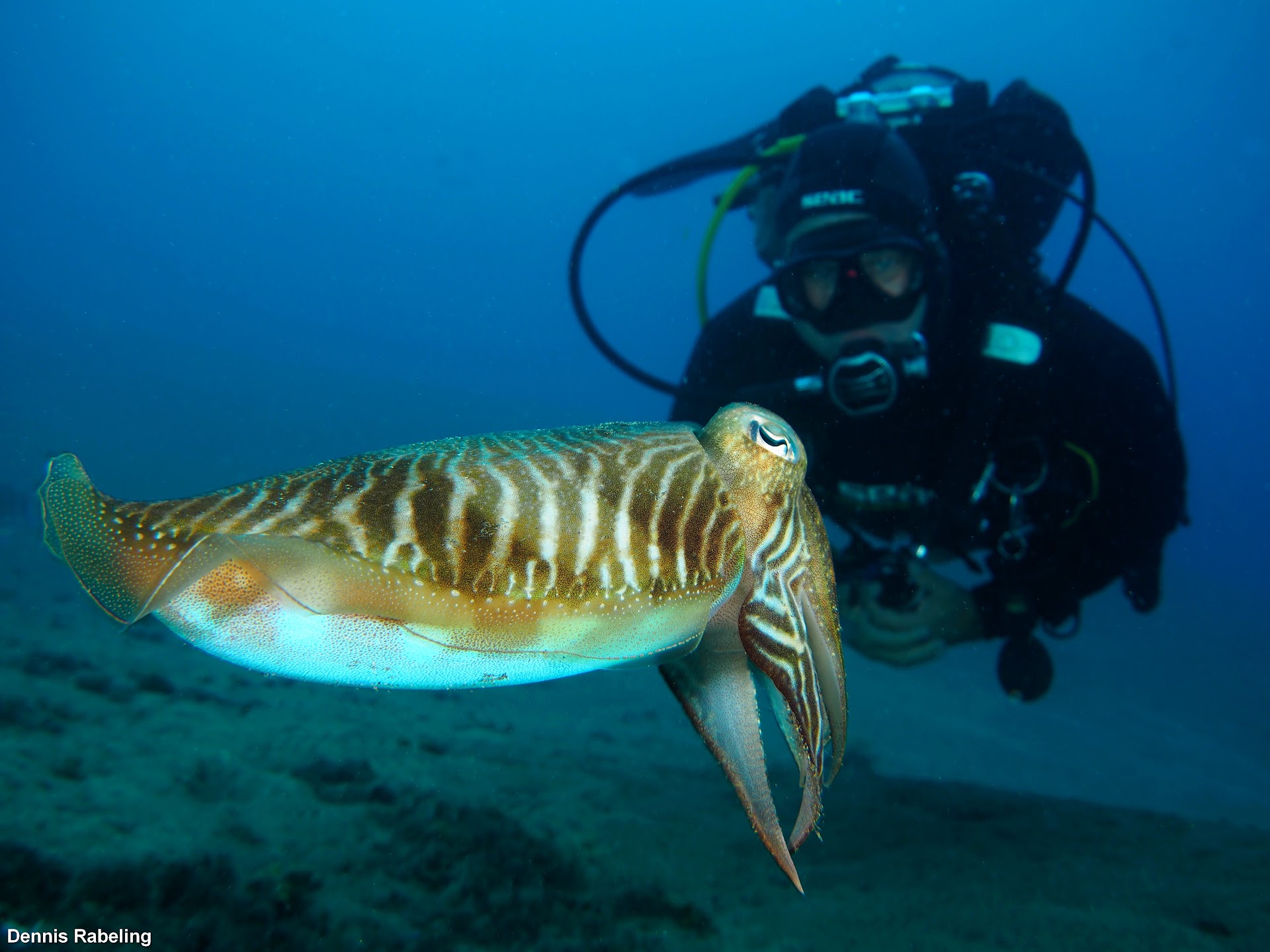 Euro-Divers Lanzarote