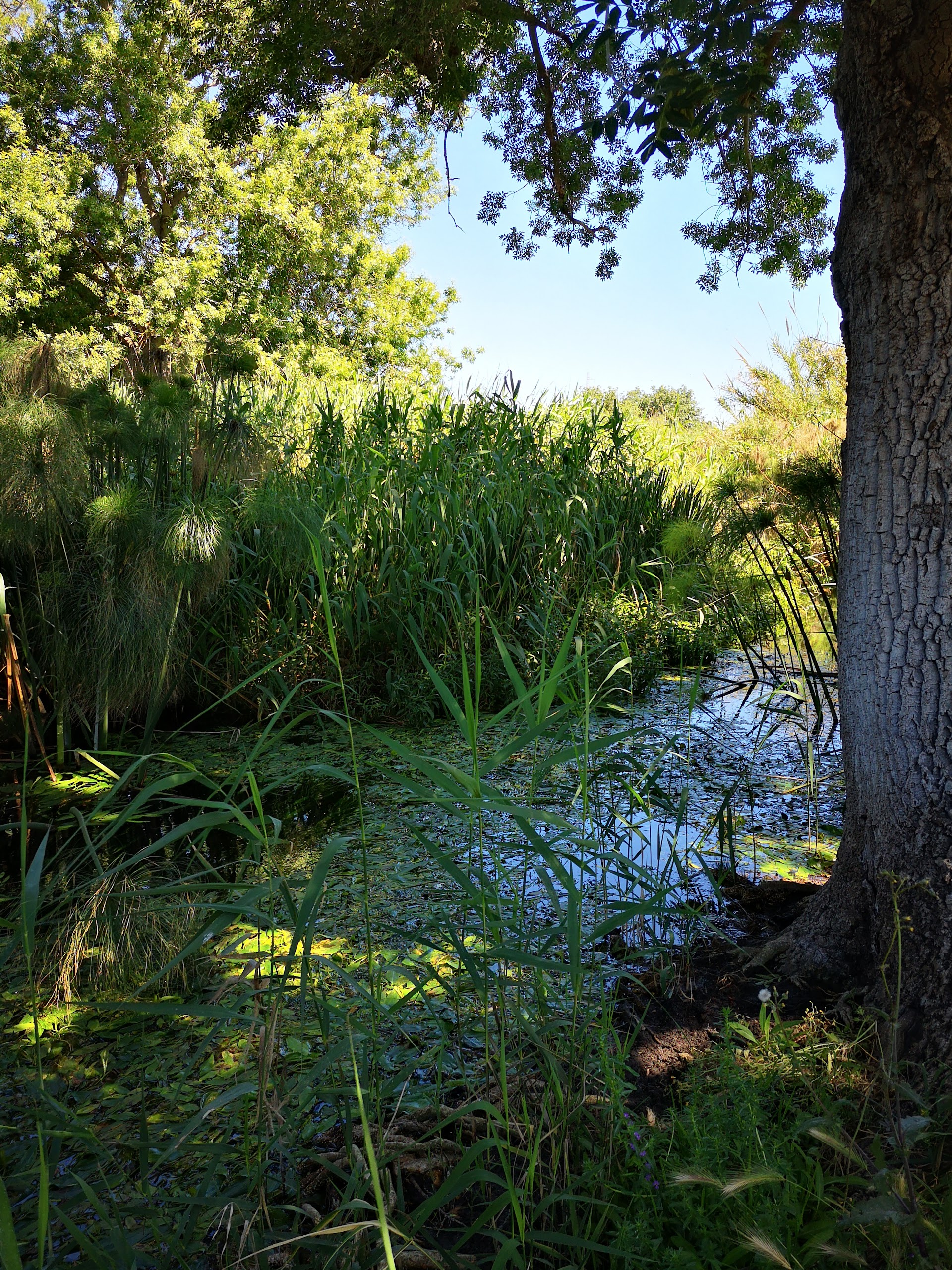 Riserva Naturale Orientata Fiume Ciane e Saline di Siracusa