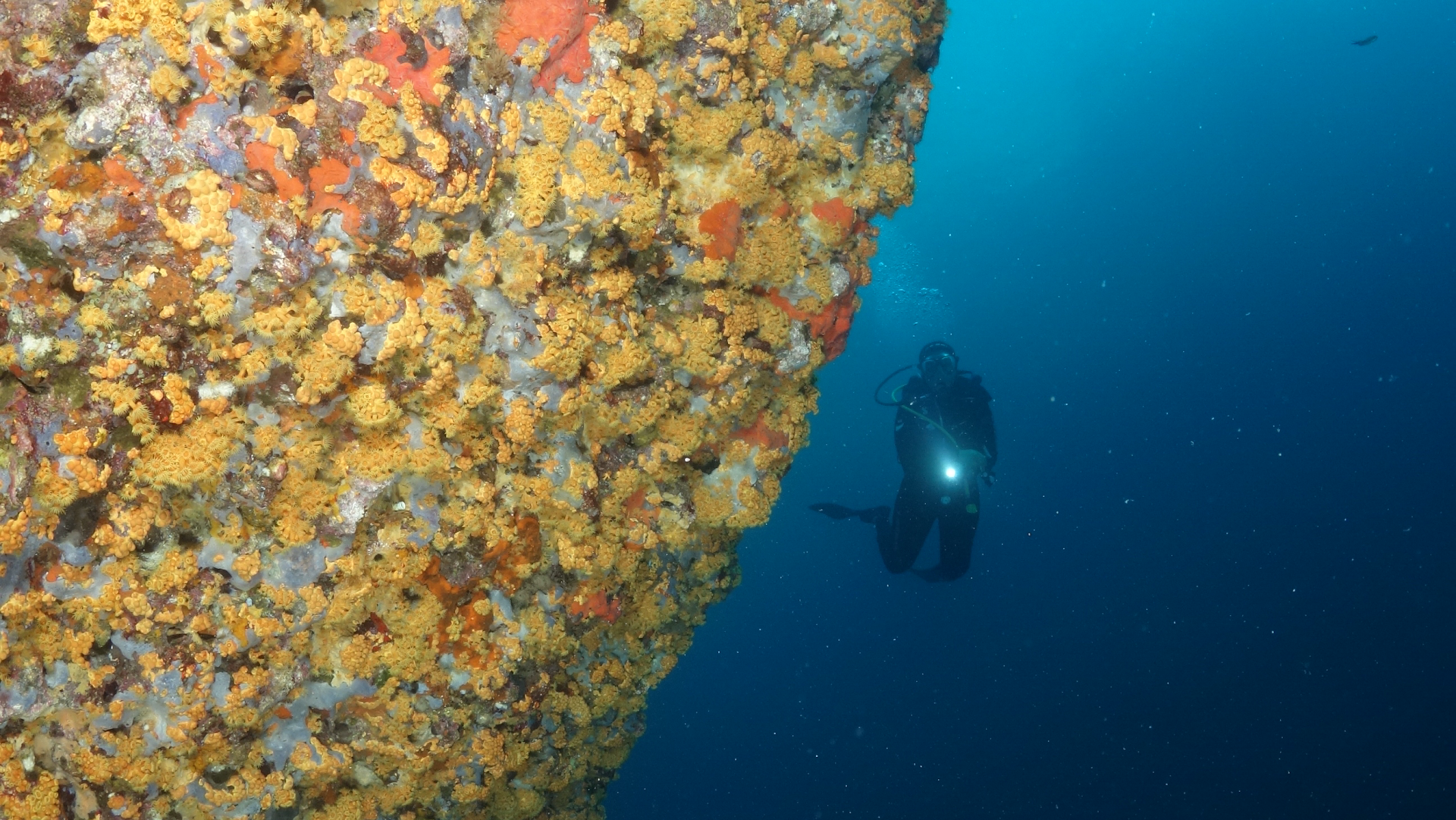 Poseidon Diving Center-SSI-Diving & Snorkeling