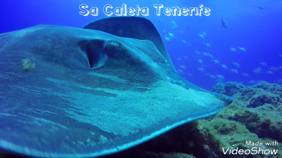 Sa Caleta Tenerife Dive Center