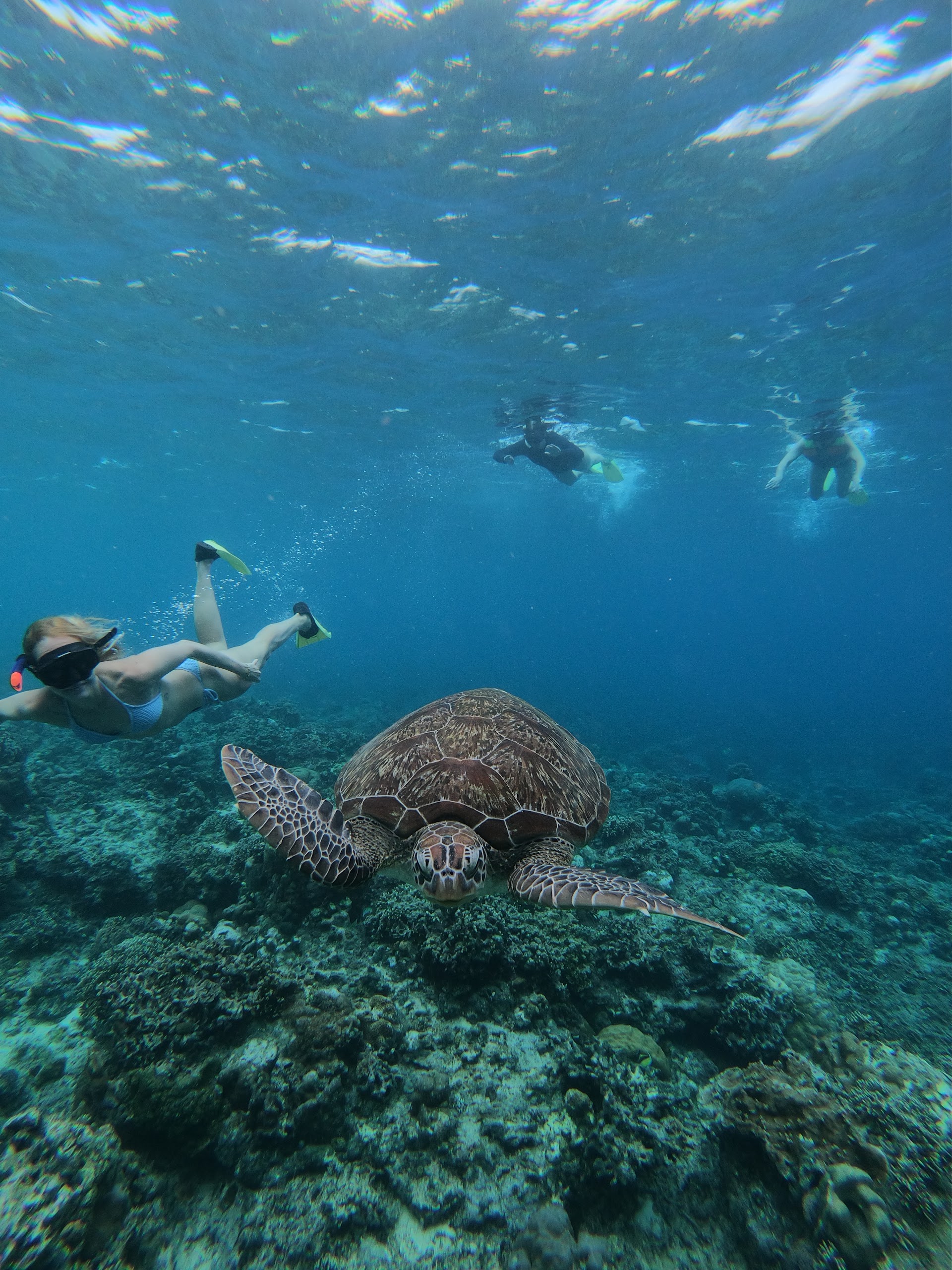 New Star Gili Air Snorkeling & Lombok Tours