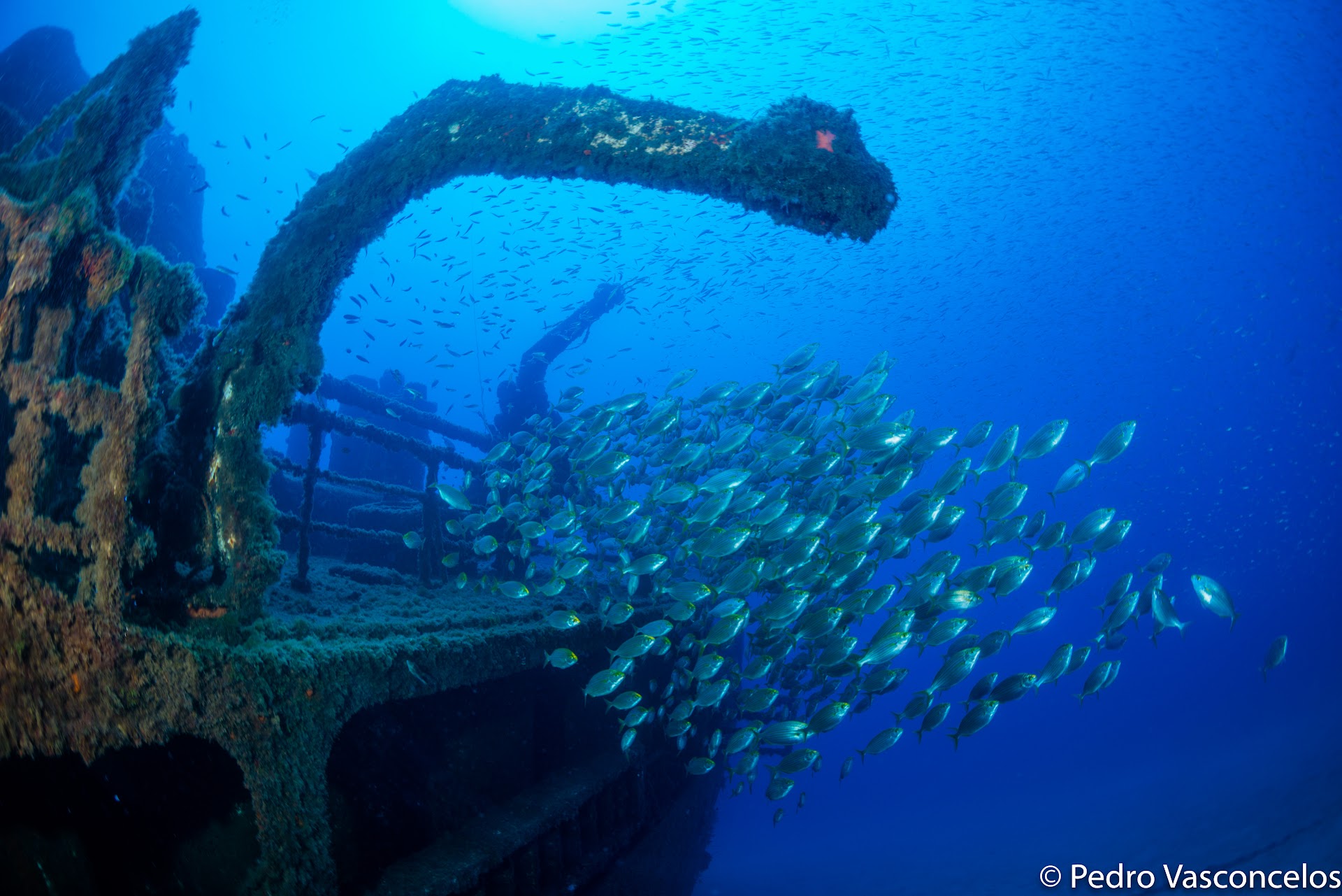 Rhea Dive Center
