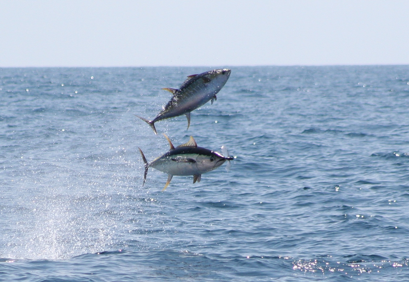 Bite Me Sport Fishing