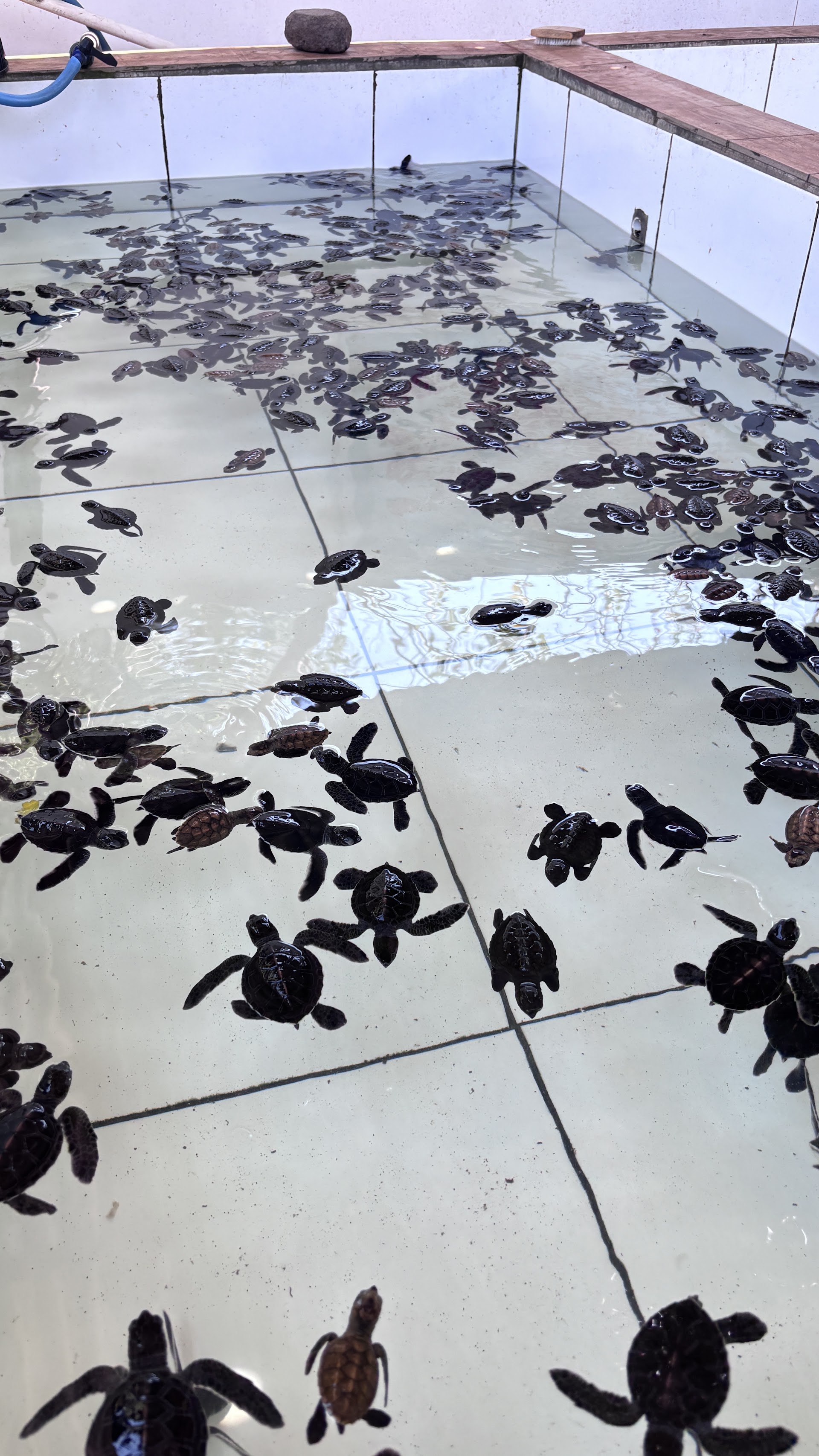 Turtle Sanctuary Gili Meno
