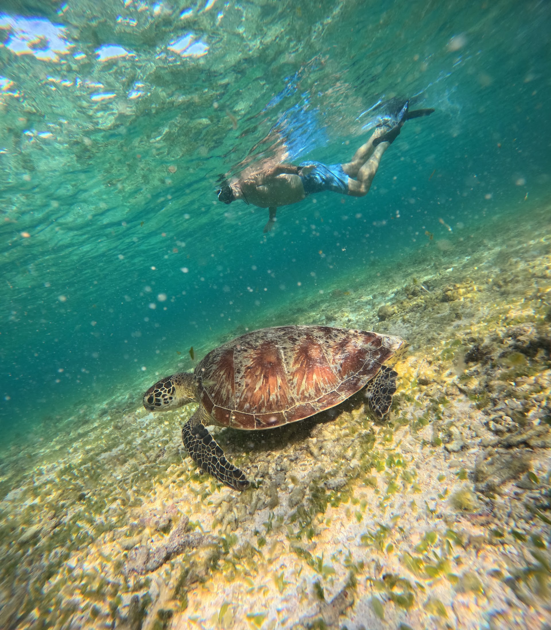Gili Snorkeling Adventure