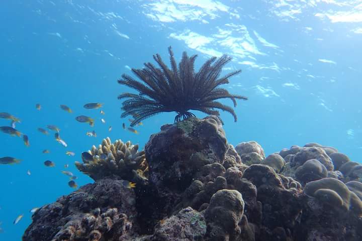 Diving Center Banyak Island - Aceh