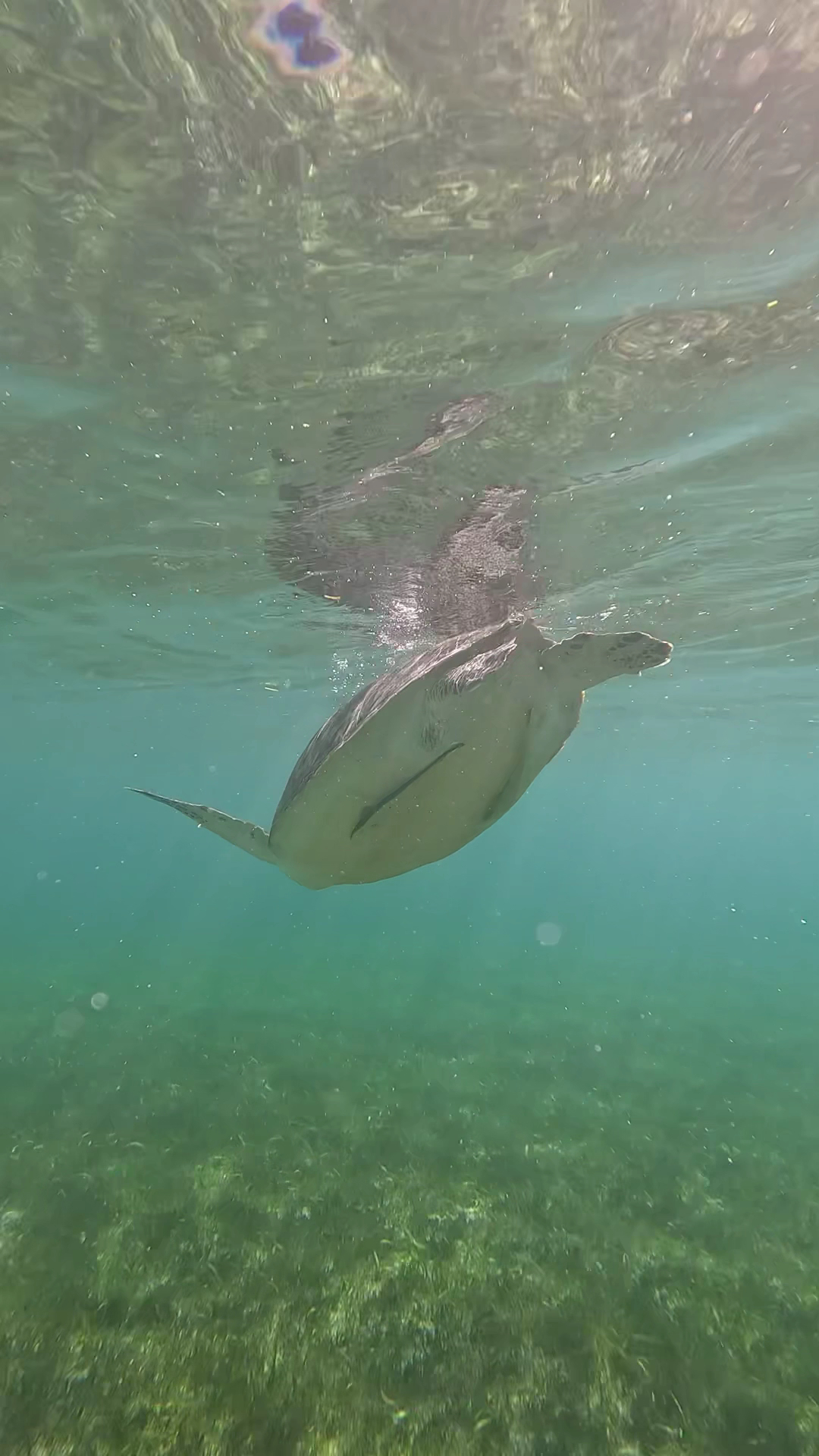 Turtle point