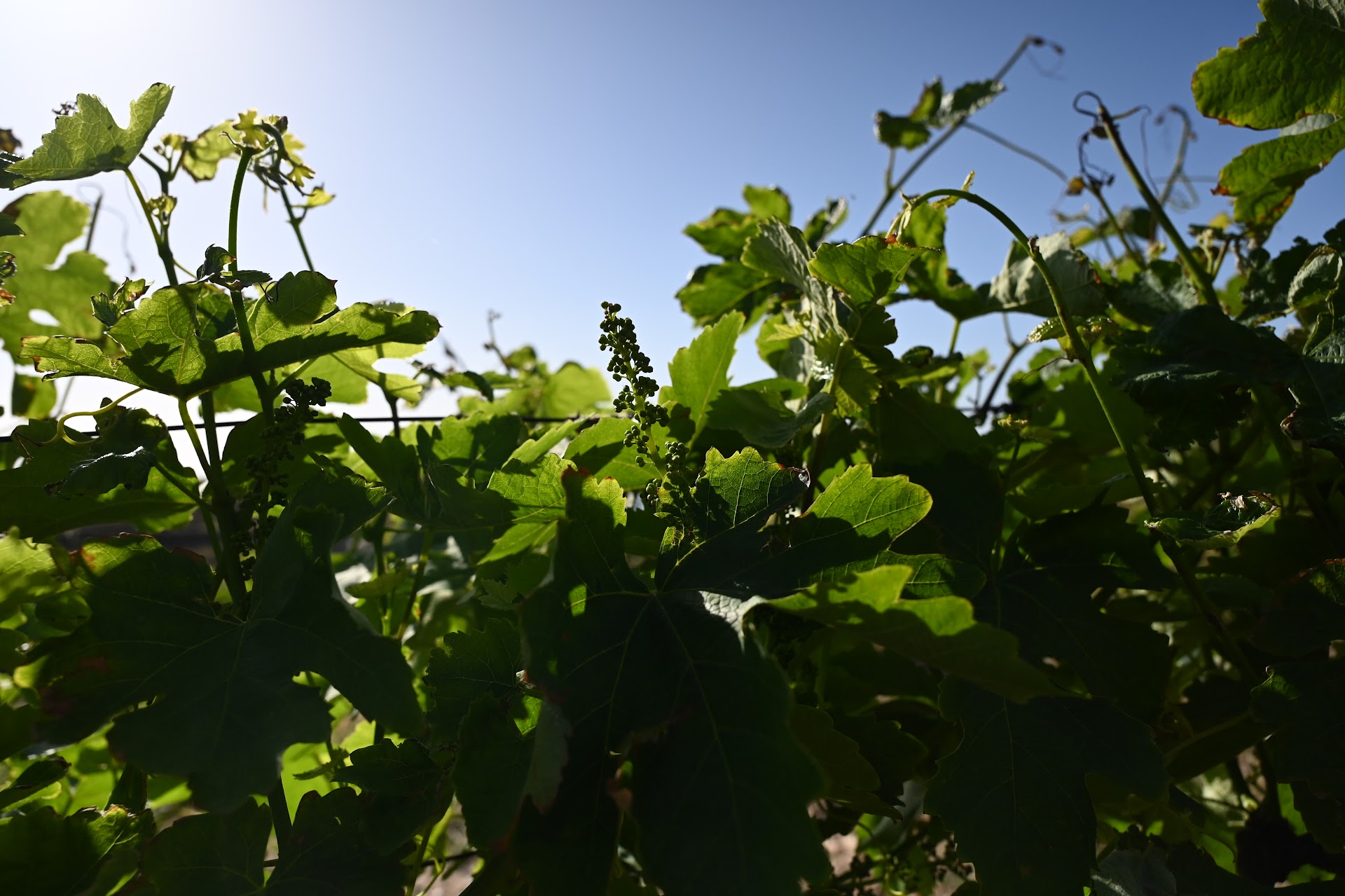 Wine Tasting in Dryopida