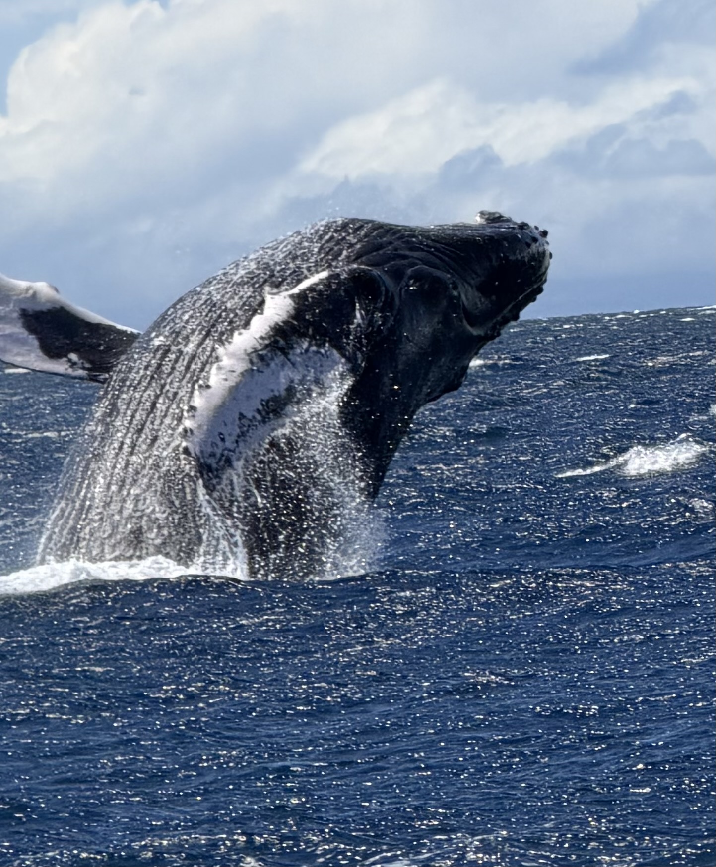 Makai Adventures - Maui Whale Watching, Snorkeling, Fishing, Dolphins, Turtles, Private Charters, Scatter Ashes at Sea Maui