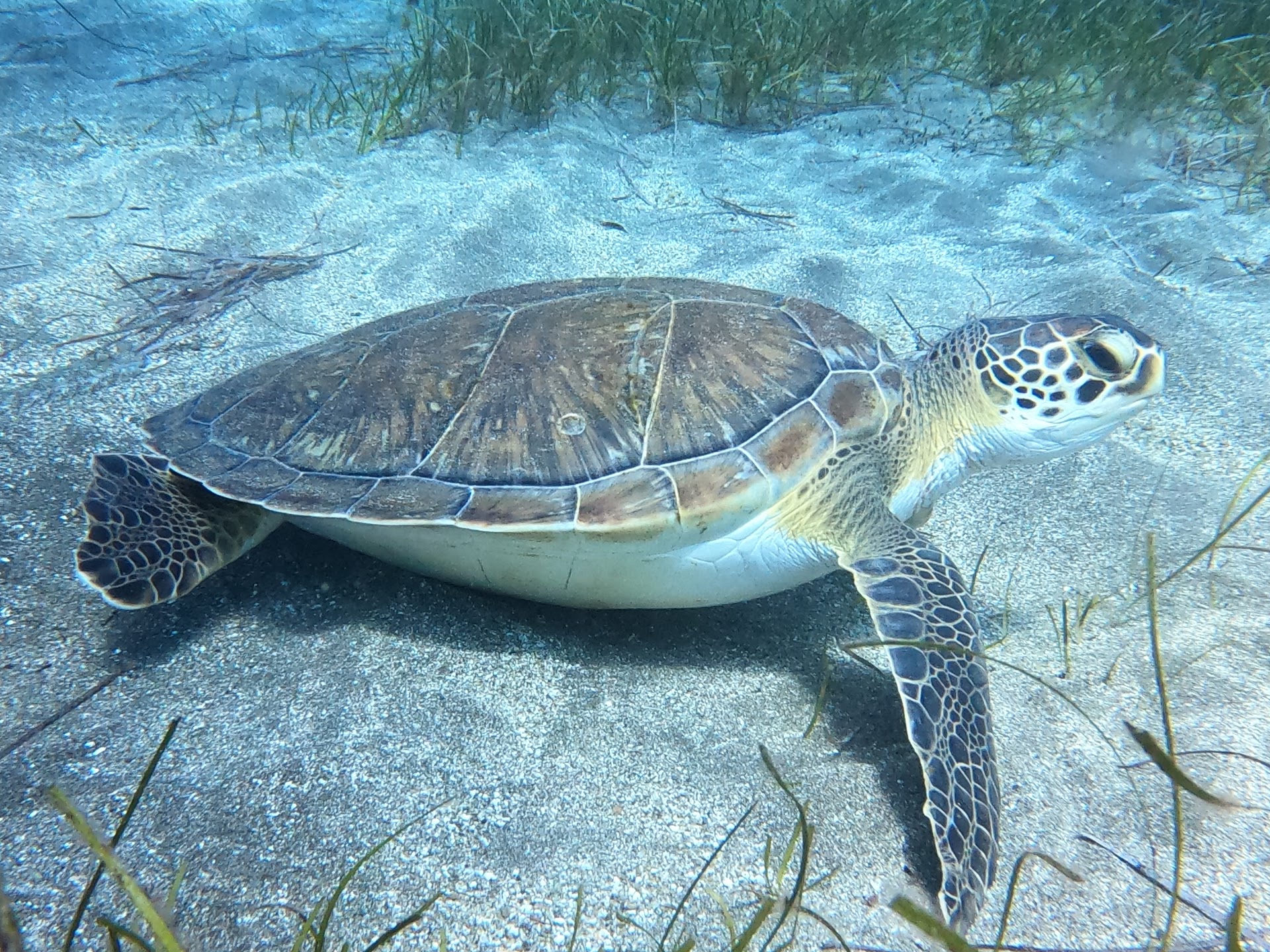 Scubafriends Tenerife - PADI Dive Center - Buceo Tenerife - Snorkeling - Try dive - Bautizo
