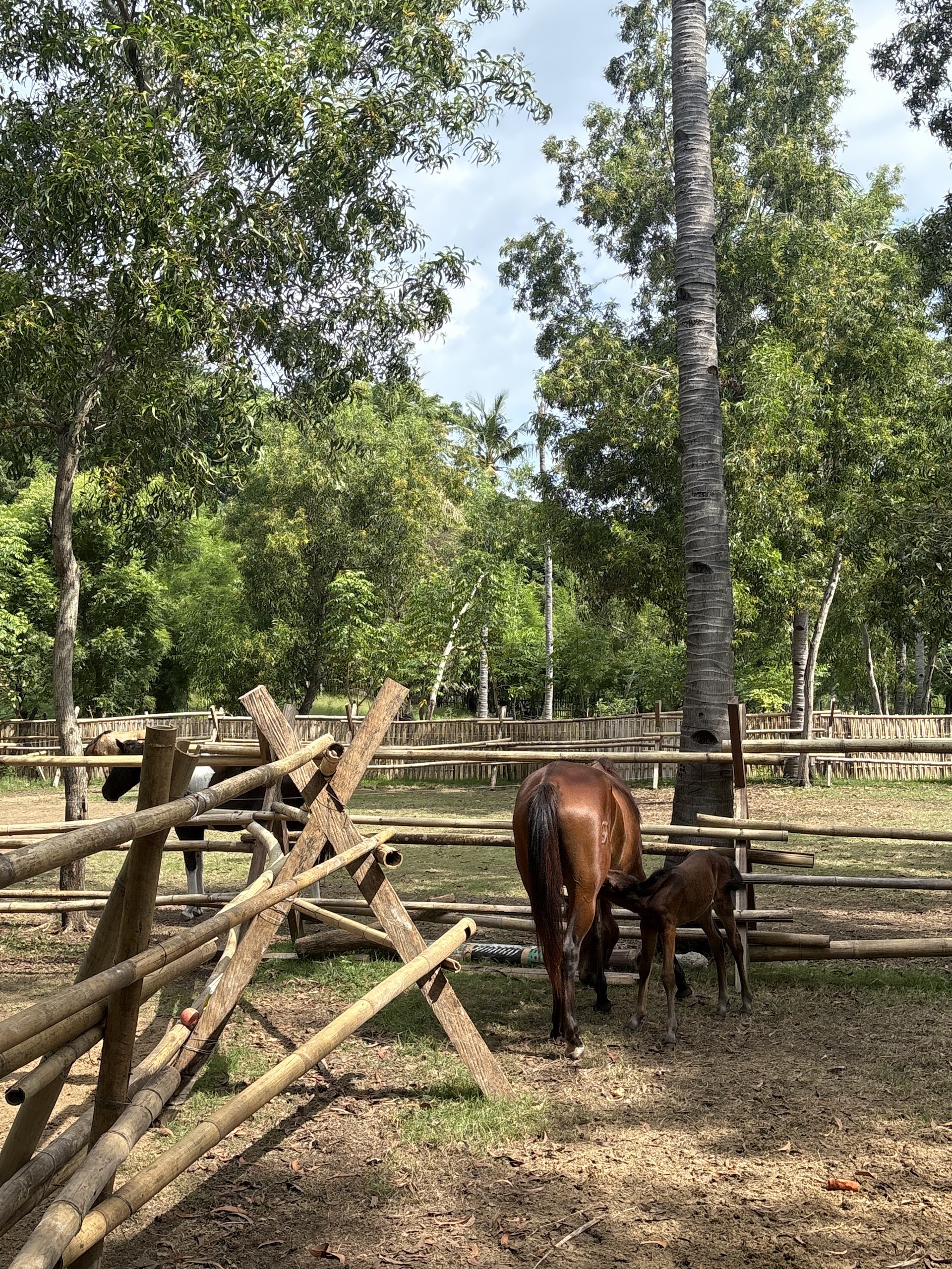 Horse of gili