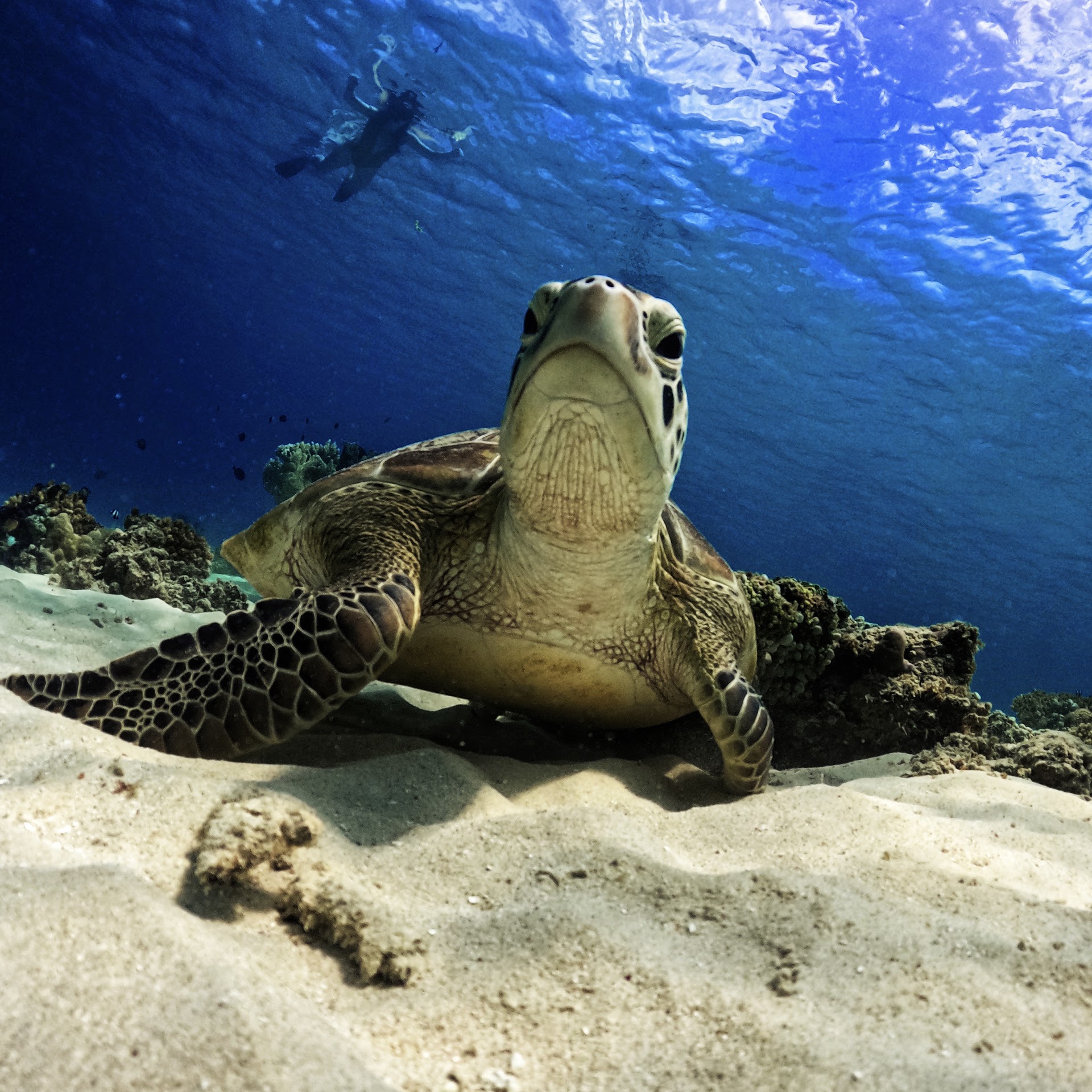 Timmy Snorkeling Gili Island